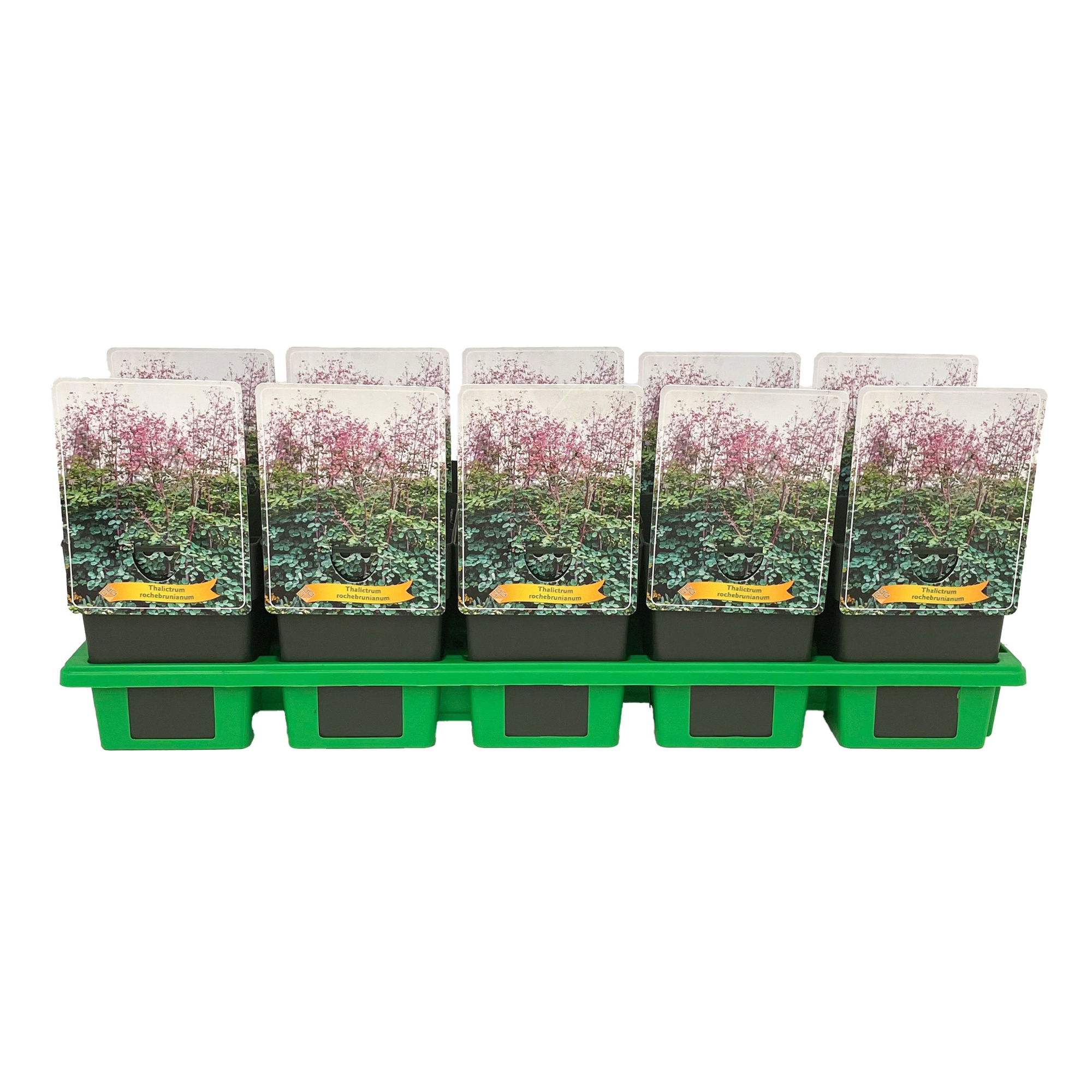 Thalictrum rochebrunianum P11, D 11 cm