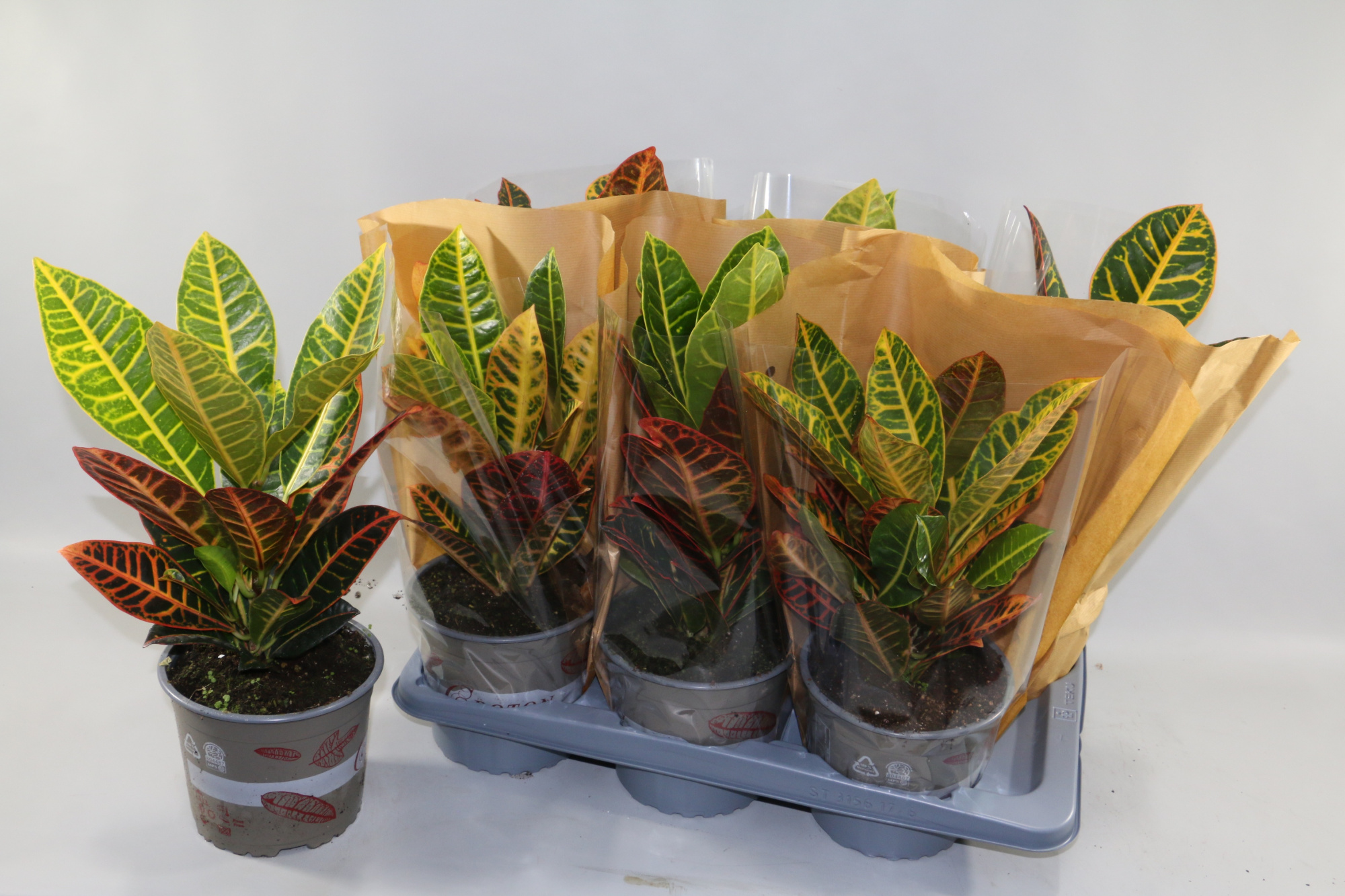 Croton Petra 17cm in Vensterhoes"Sunshiners®", D 17 cm