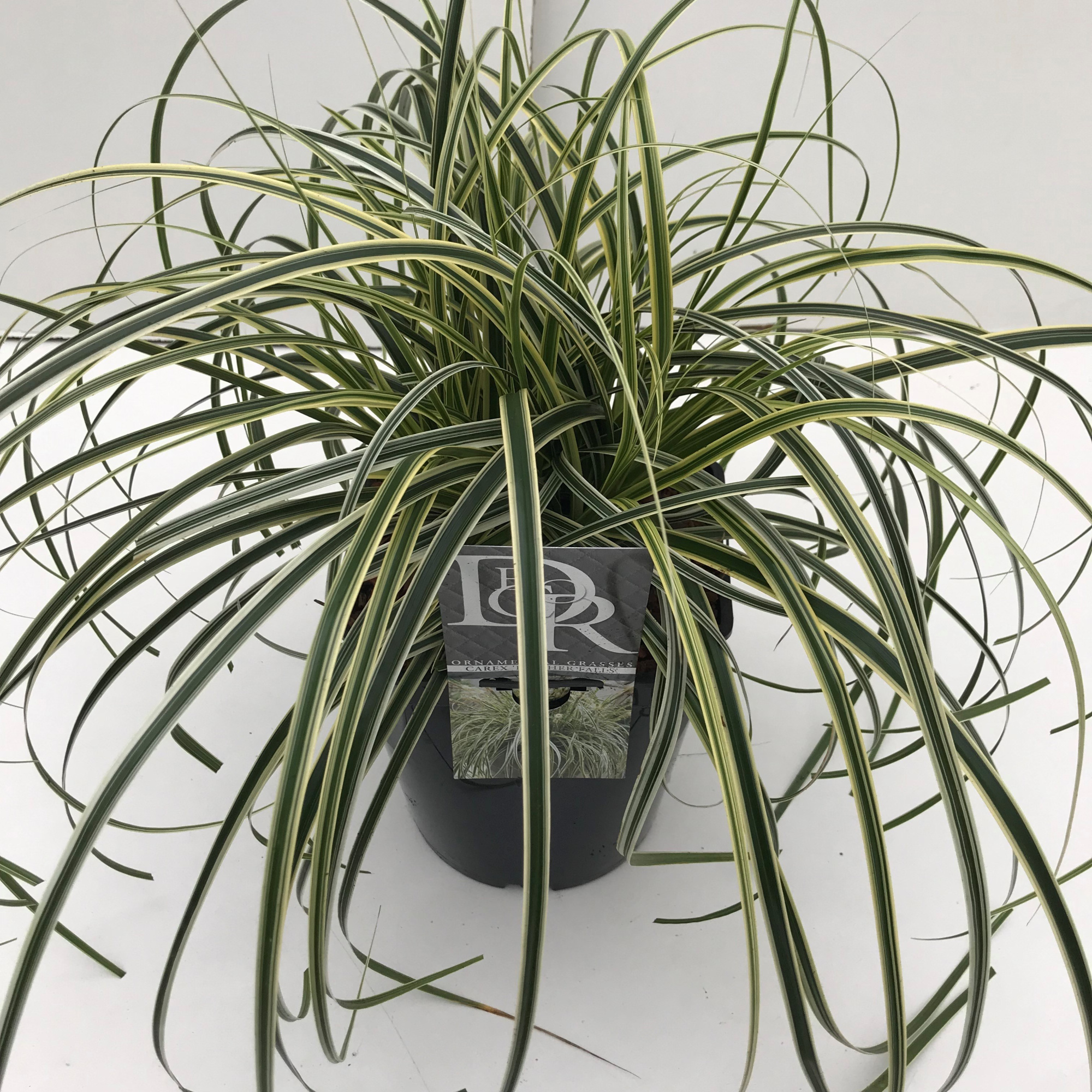 Carex 'Feather Falls', D 23 cm