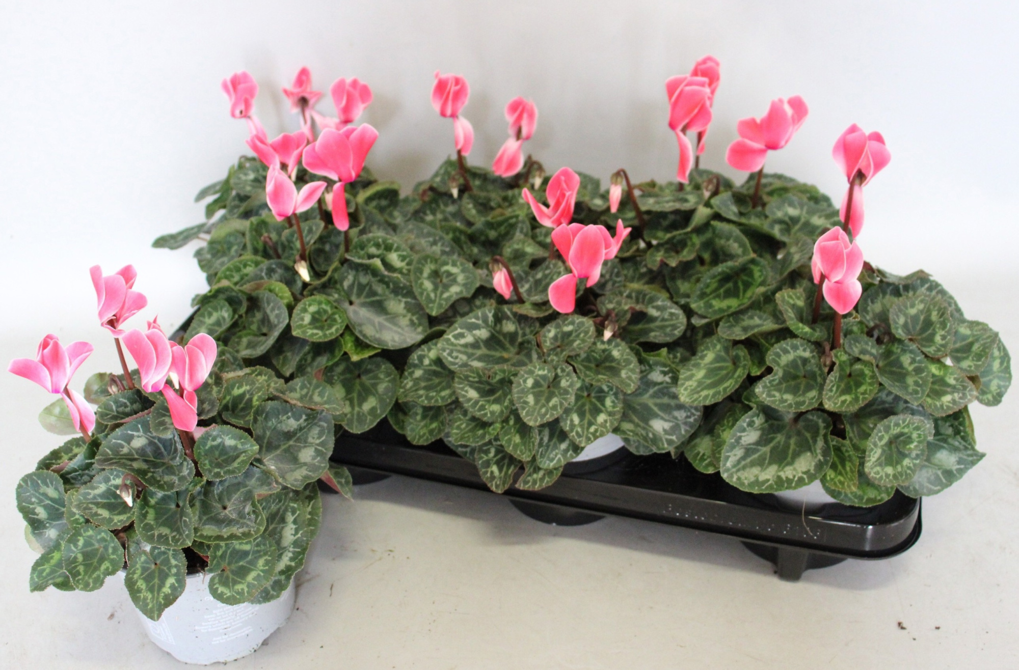 Cyclamen Super Serie XL 13 cm Salmon Flamed, D 13 cm