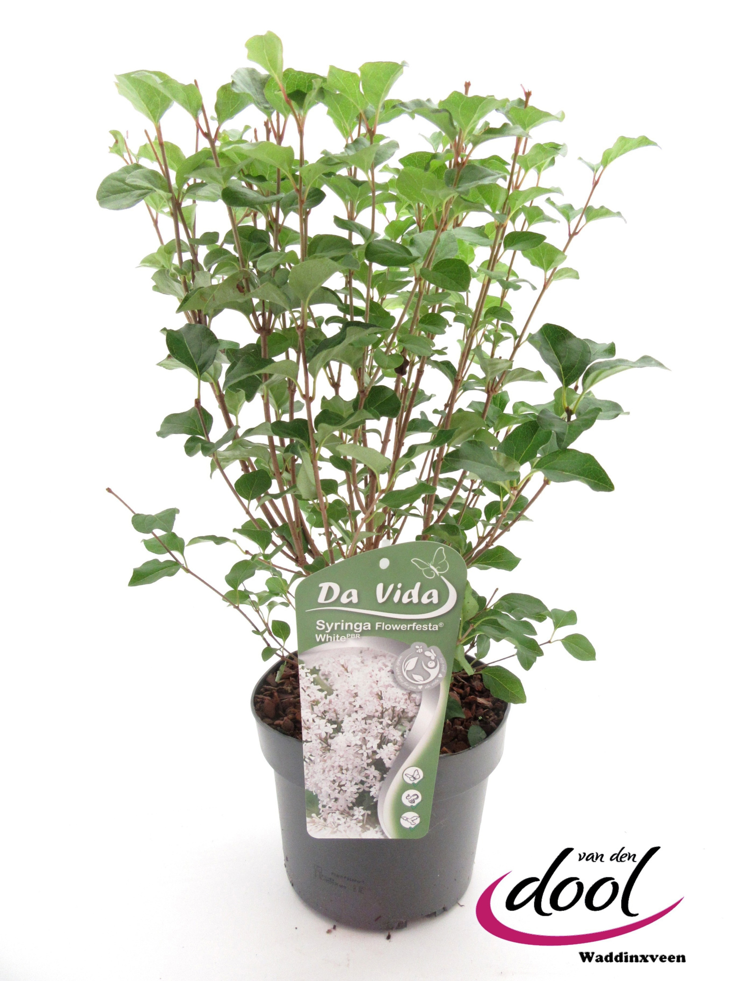 Syringa Flowerfesta White, D 19 cm