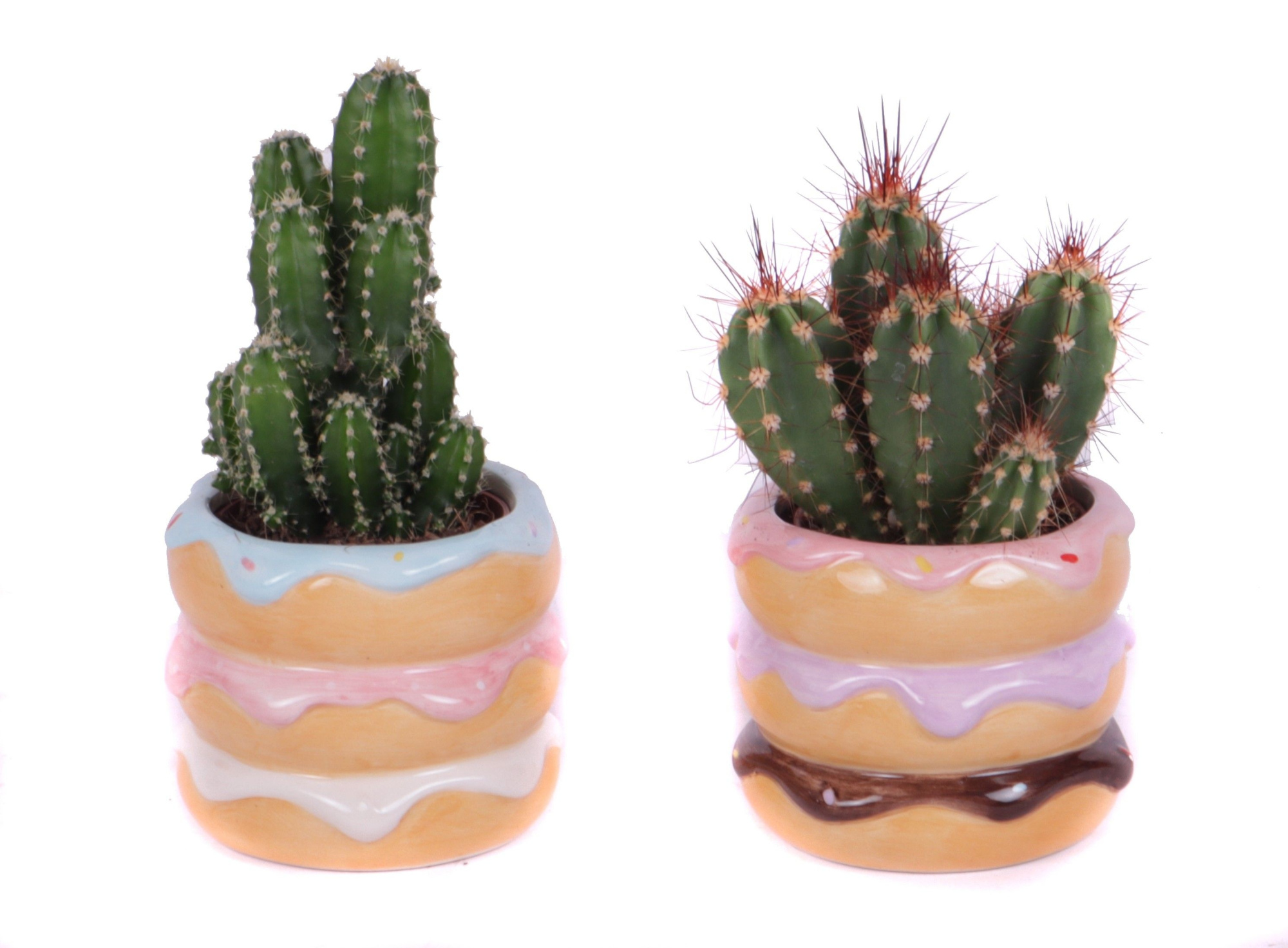 Cactus mix 5,5 cm in happy donut pot, D 8