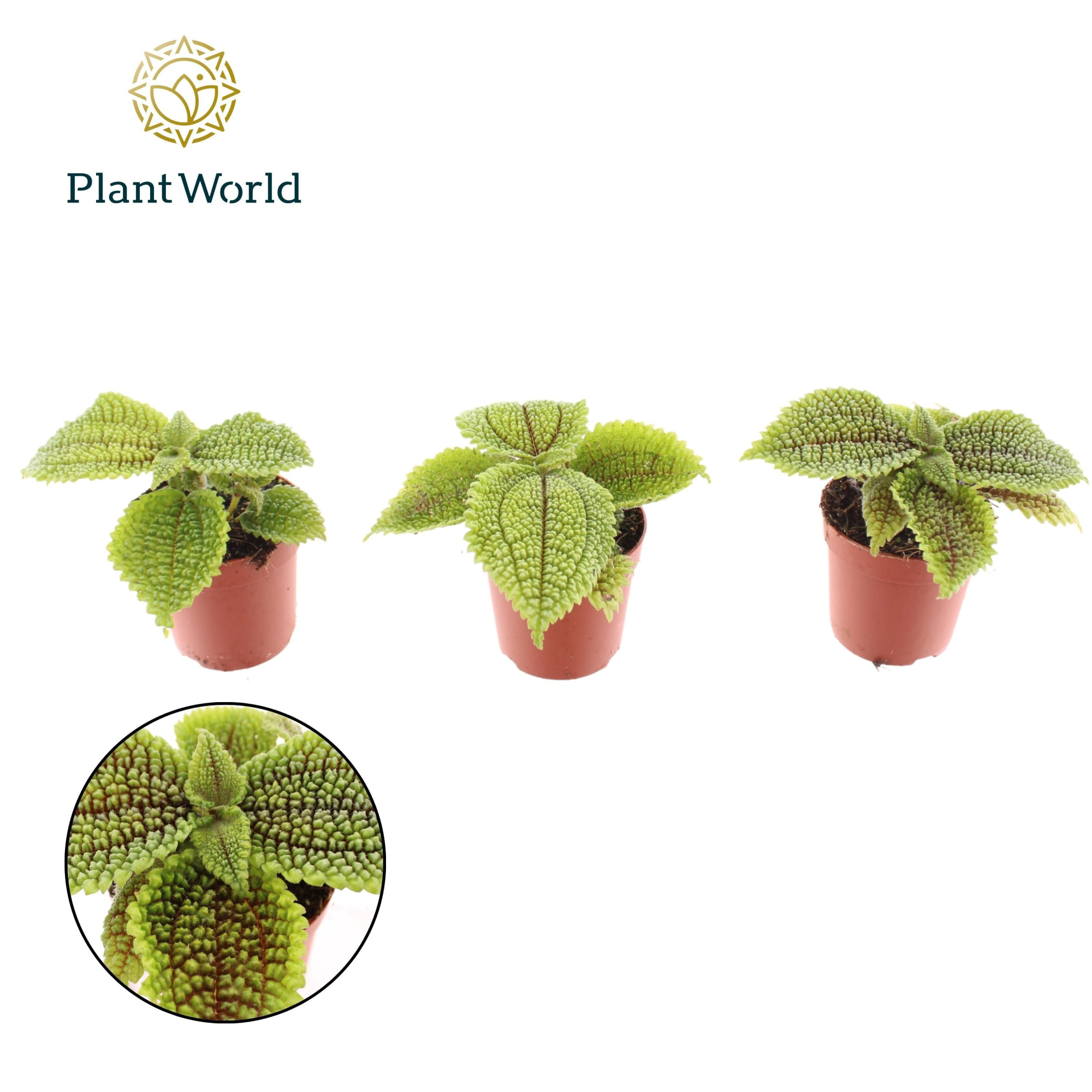 Pilea Moonvalley 7 cm, D 7 cm