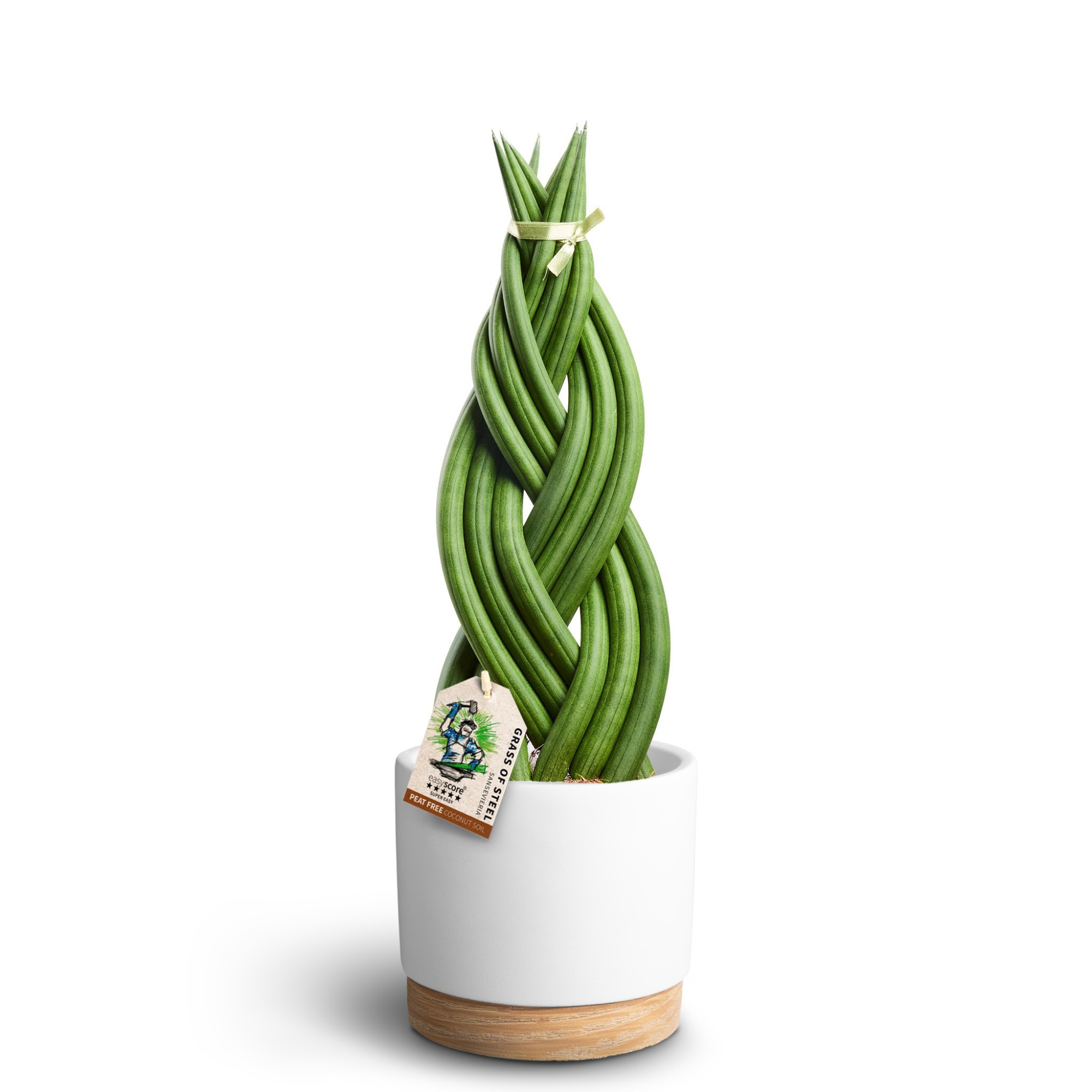 Woodbase White, Sansevieria ´Braid´, D 16