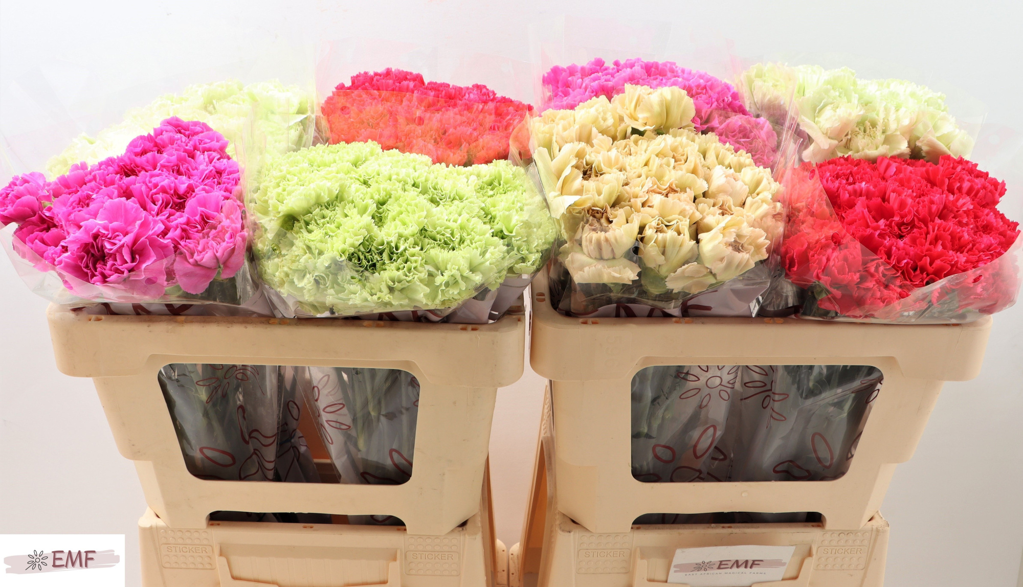 Диантус од. Микс в баке, шт.