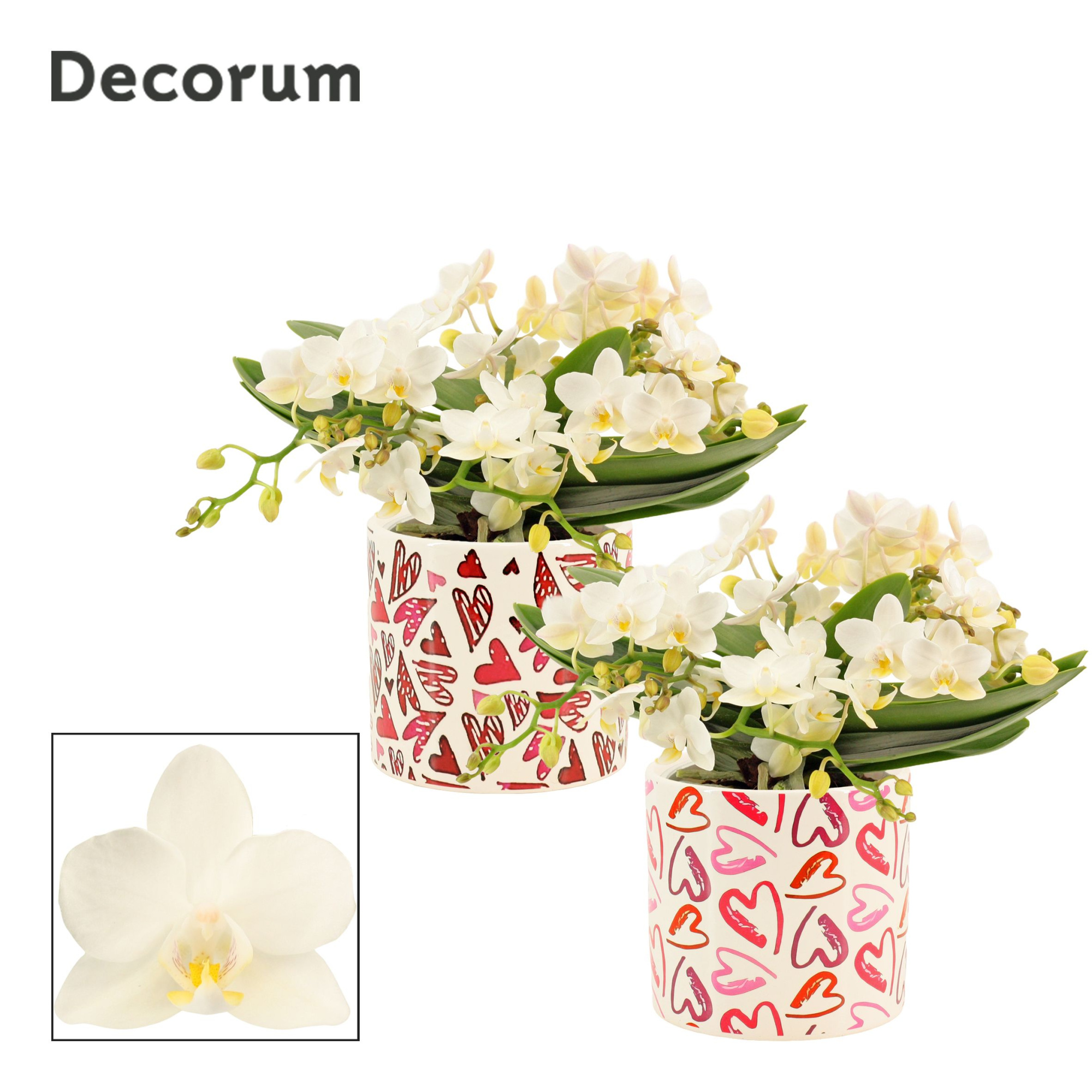 Phalaenopsis Table Whitney 4+ tak in Julia (Deco-collection), D 12