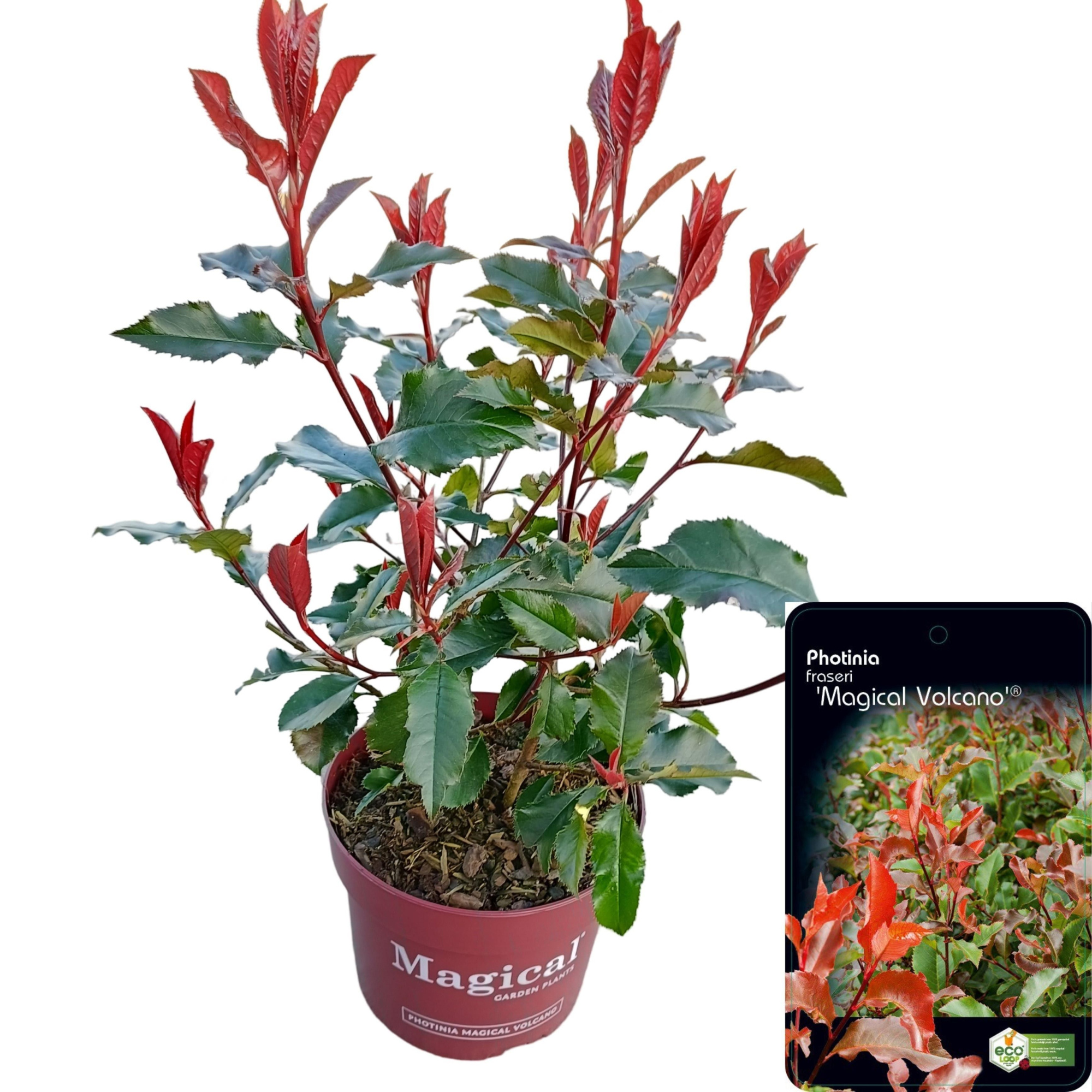 Photinia fraseri 'Magical Vulcano', D 17 cm