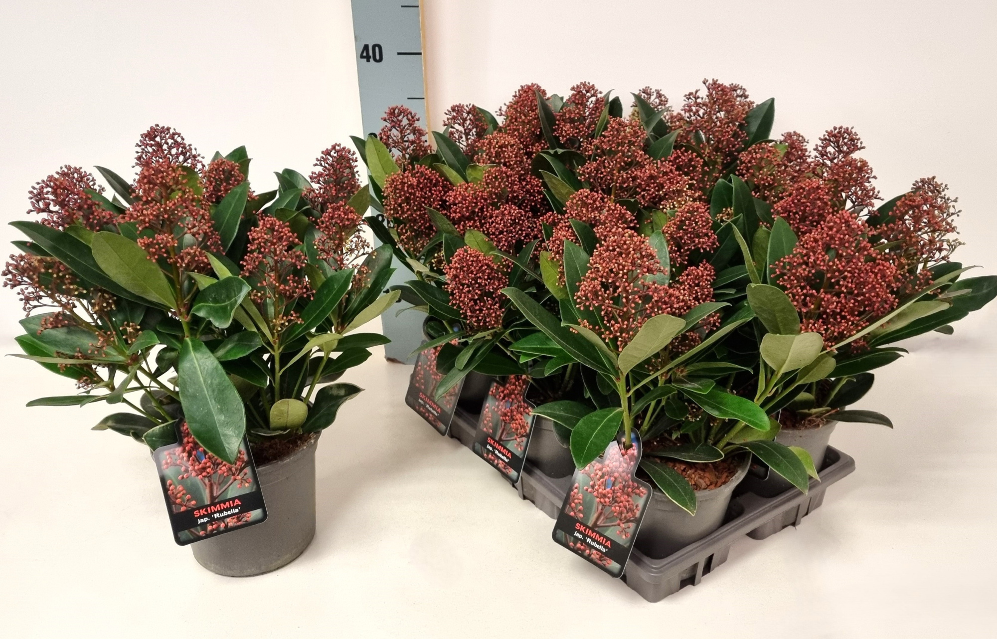 Skimmia jap. 'Rubella' P15, D 15 cm
