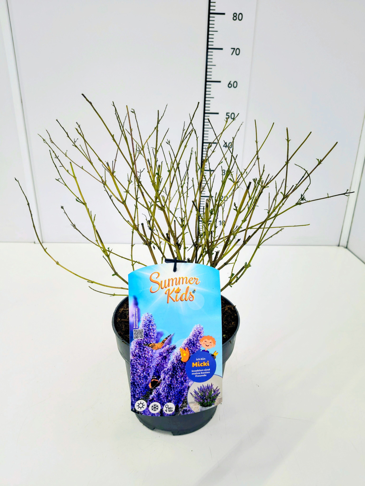 Buddleja d. 'Summer Kids® Micki' C5, D 23 cm