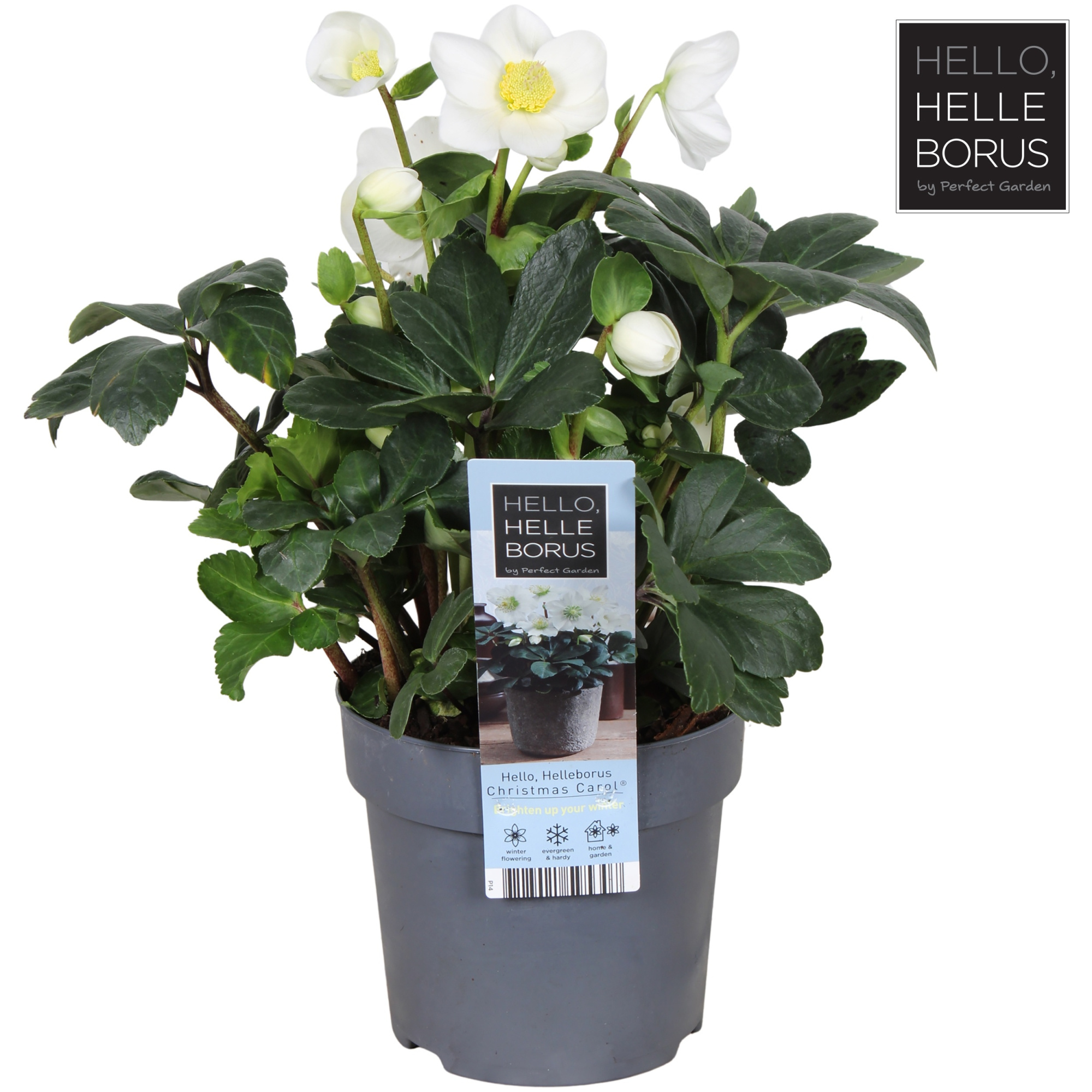 Helleborus niger 'Christmas Carol Early' XL P14, D 14 cm