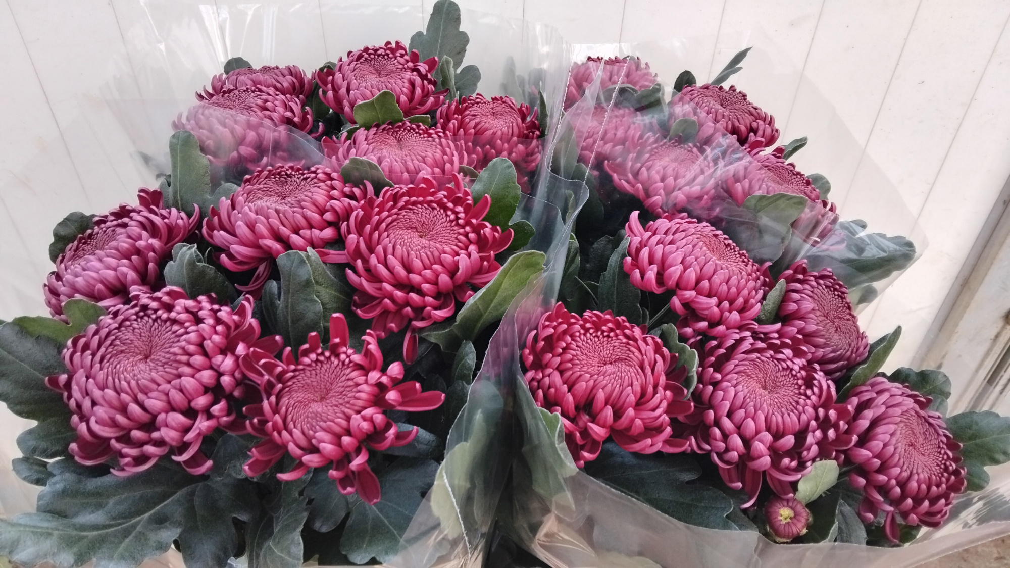 Хризантема од. Овериг 80, шт.