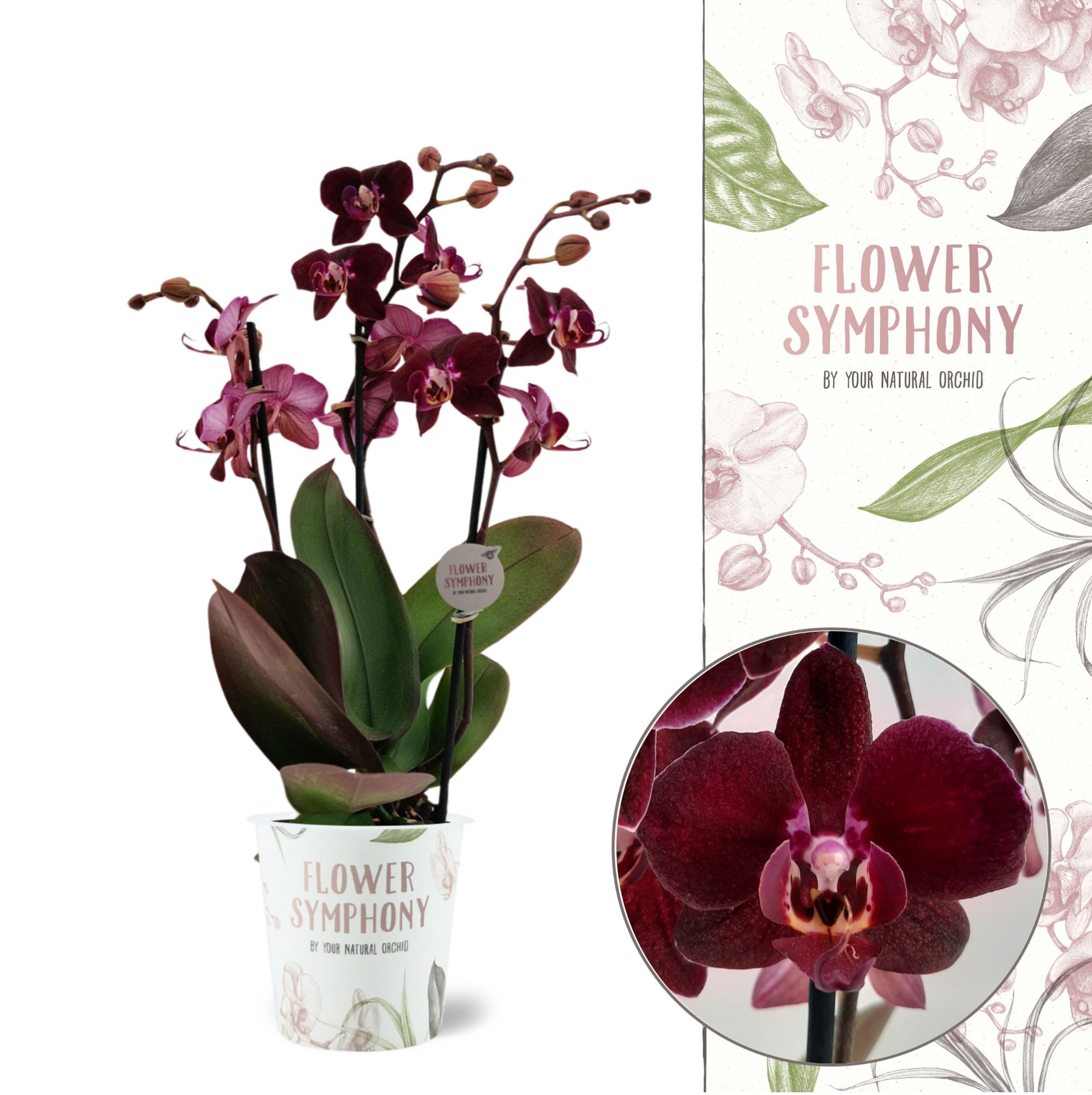 Flower Symphony | Cartagena | Phalaenopsis 3 spike, D 12