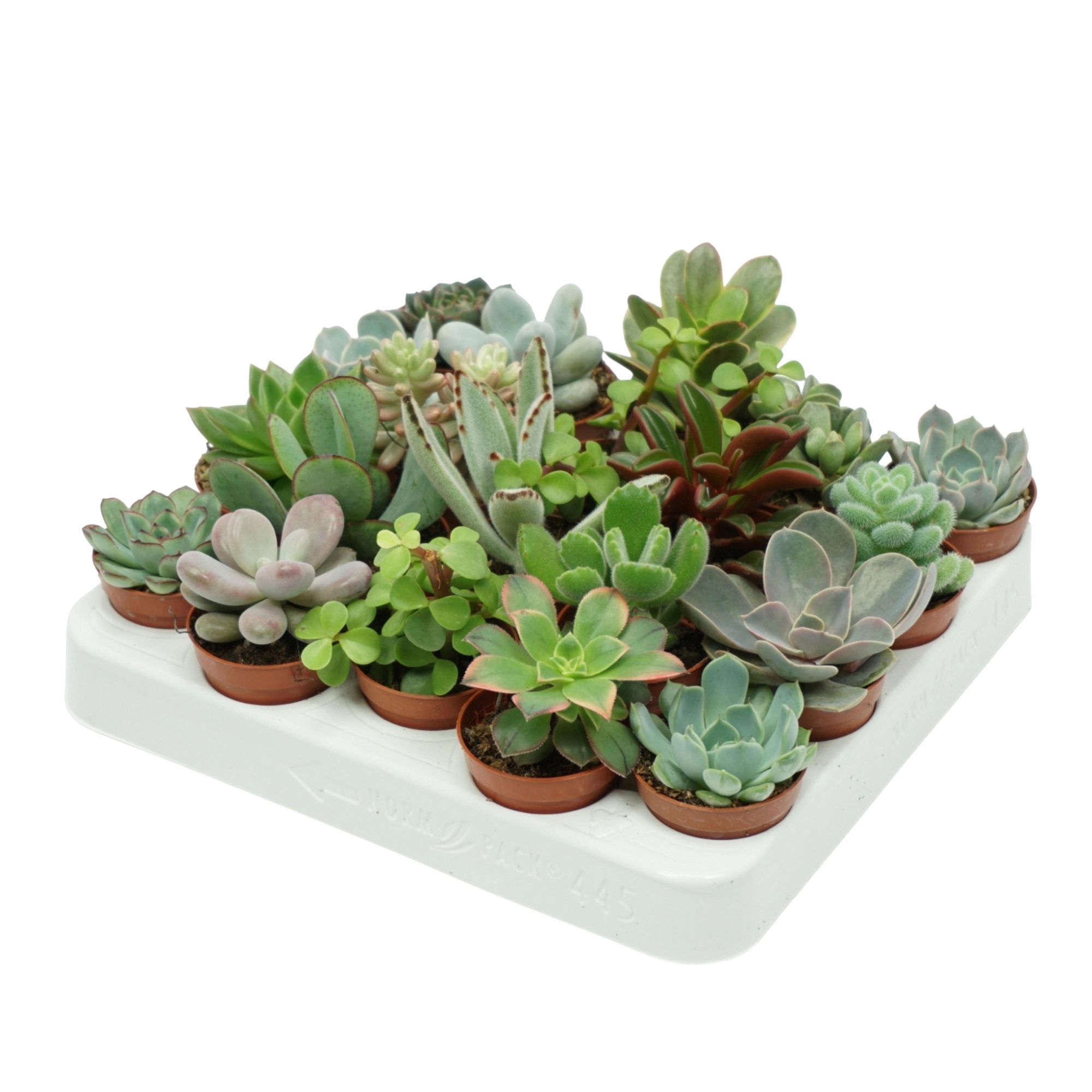Succulenten mix 5,5 cm, D 5,5