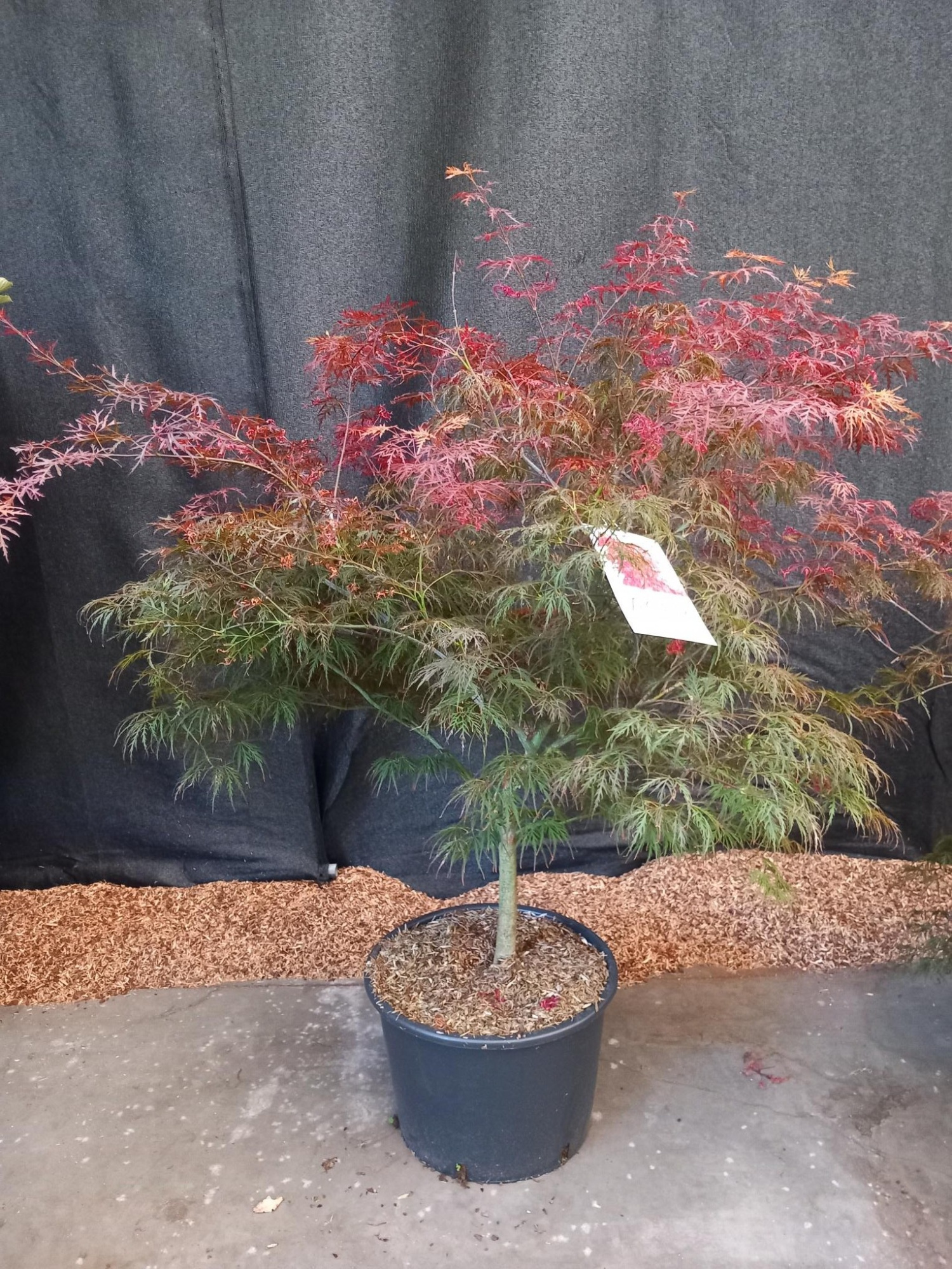 Acer palmatum Garnet, D 45 cm