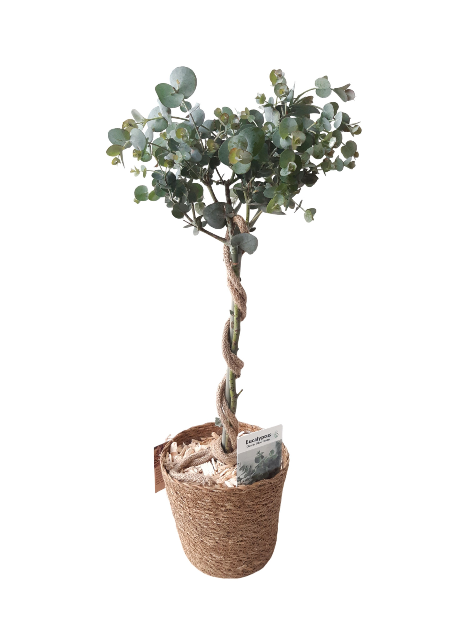 ZM17EUC Mand Sea grass 17cm Eucalyptus stam 65cm, D 17 cm