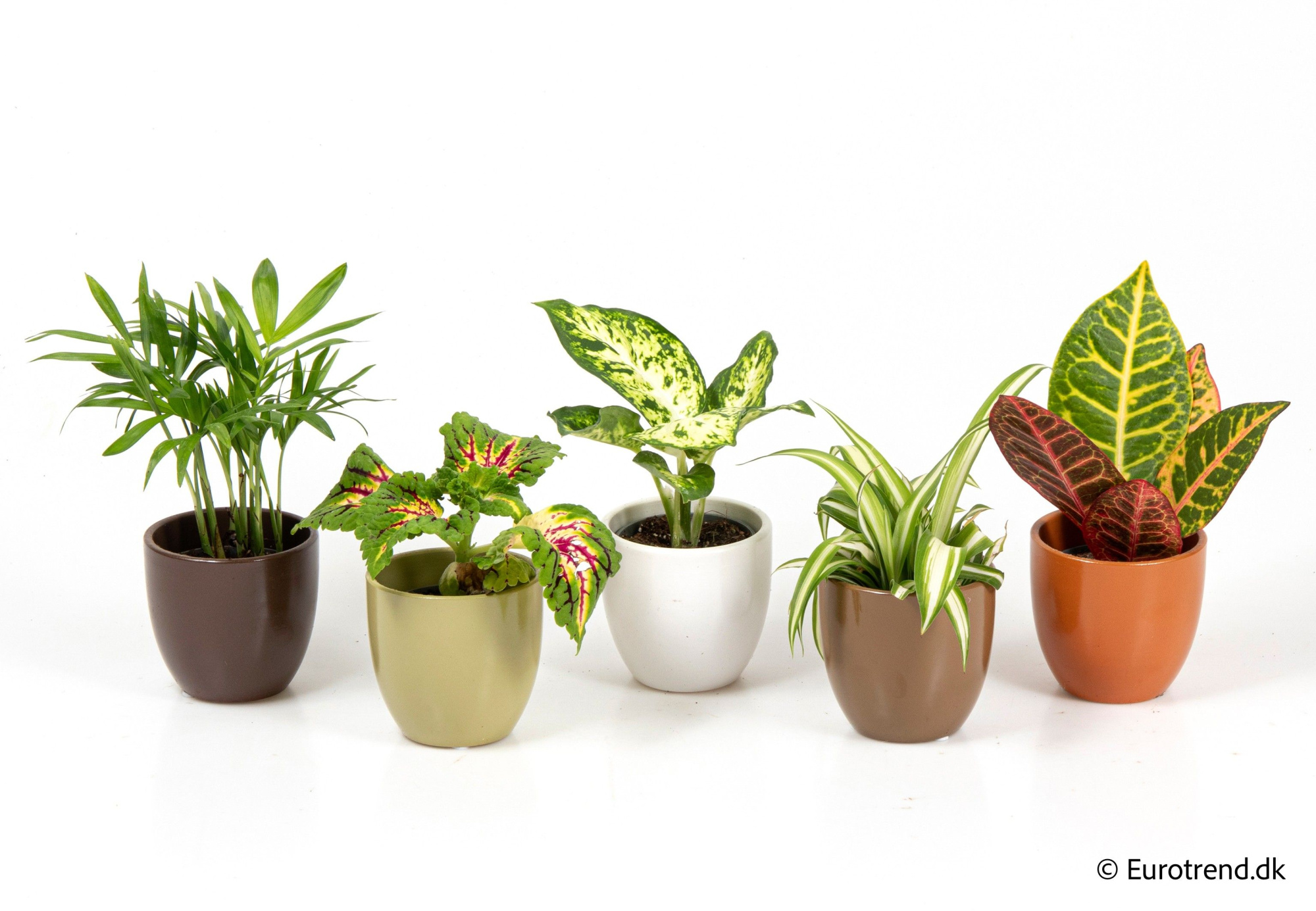 Green mix in autumn ceramic - Spring, Summer & Autumn 2025, D 6 cm