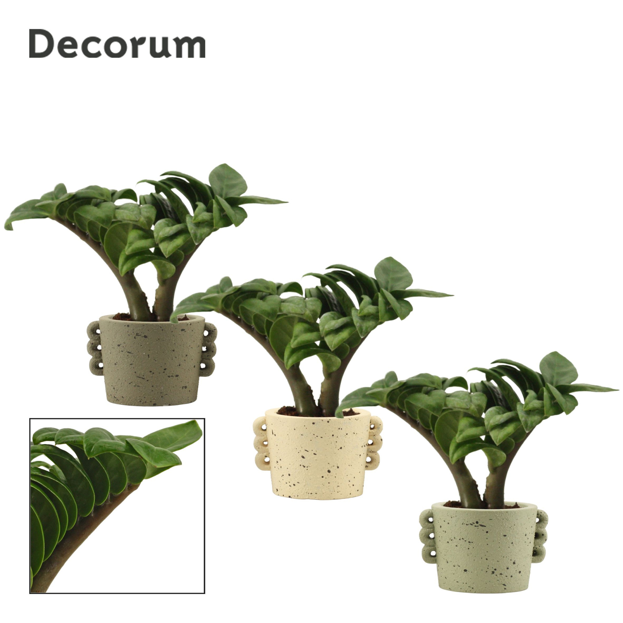 Zamioculcas Zenzi V-leaf 6 cm, 2 veren in Dione (Nature world-co, D 6 cm