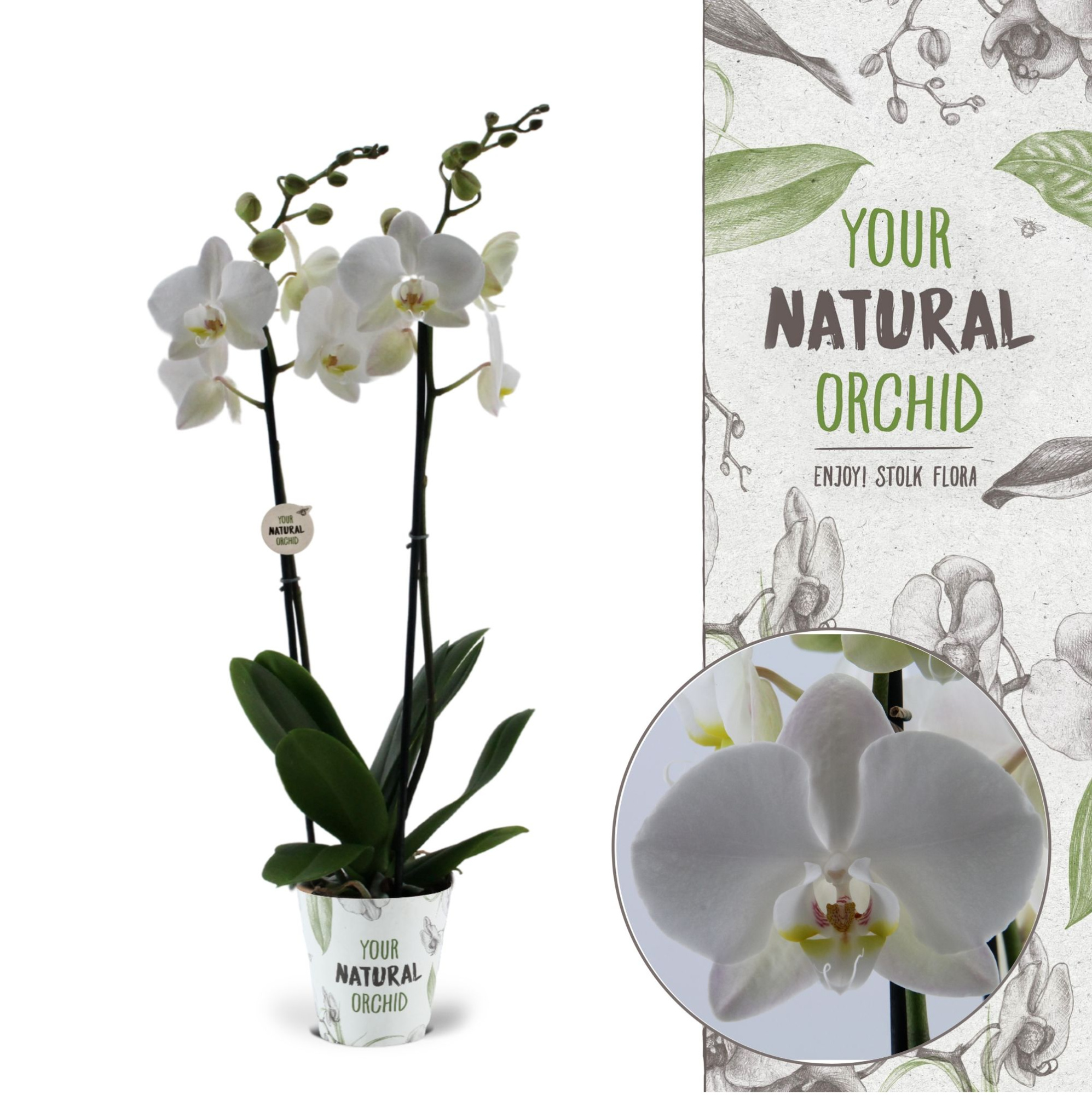 Your Natural Orchid | Inverness | Phalaenopsis 2 spike, D 12 cm
