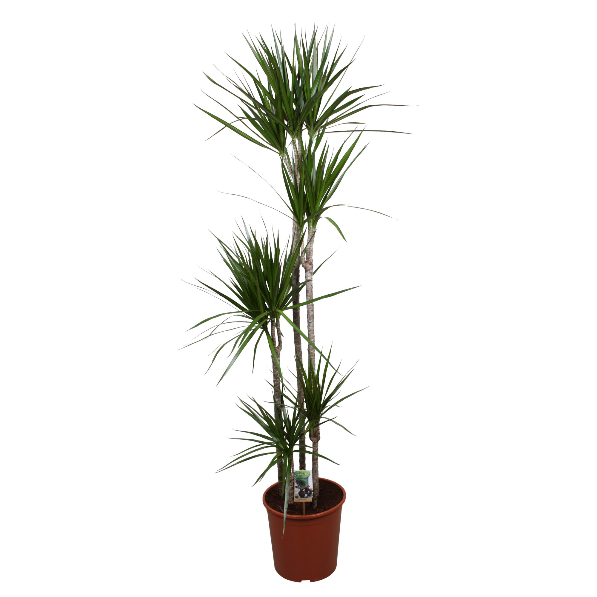 Dracaena Marginata 120-90-60-30-15, D 30 cm