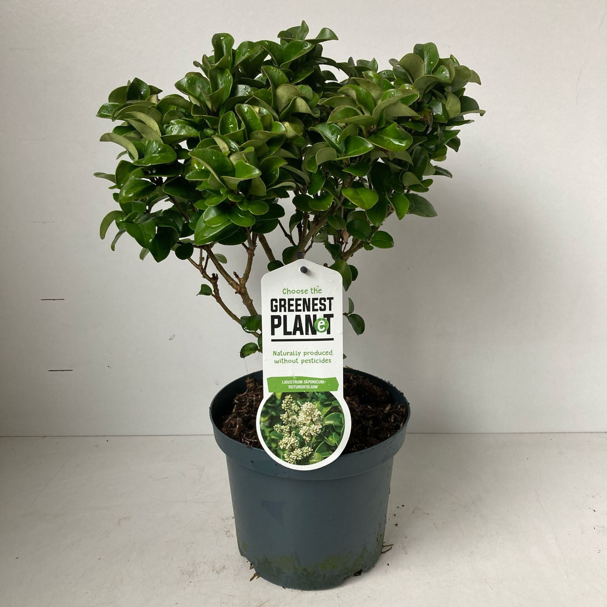 Ligustrum jap. 'Rotundifolium', D 19 cm