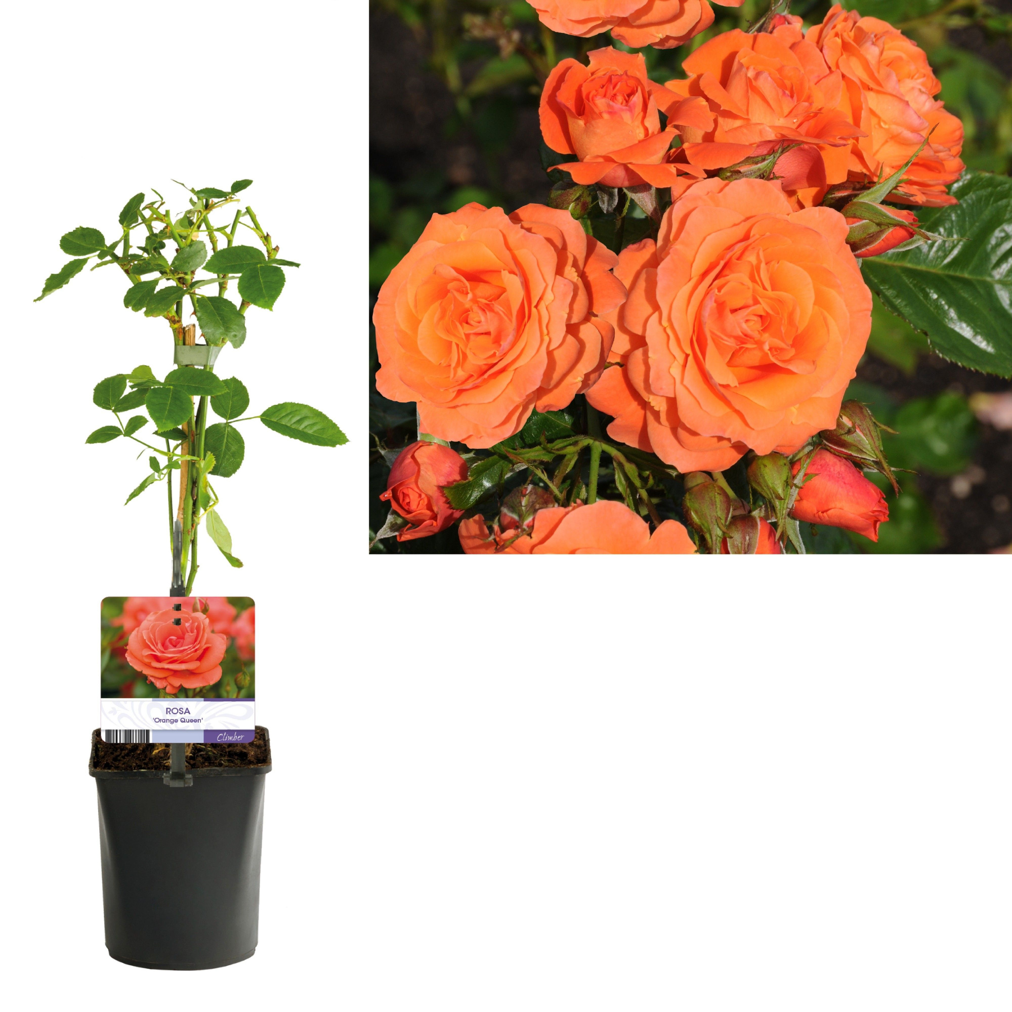 Rosa 'Orange Queen' +light label, D 11 cm