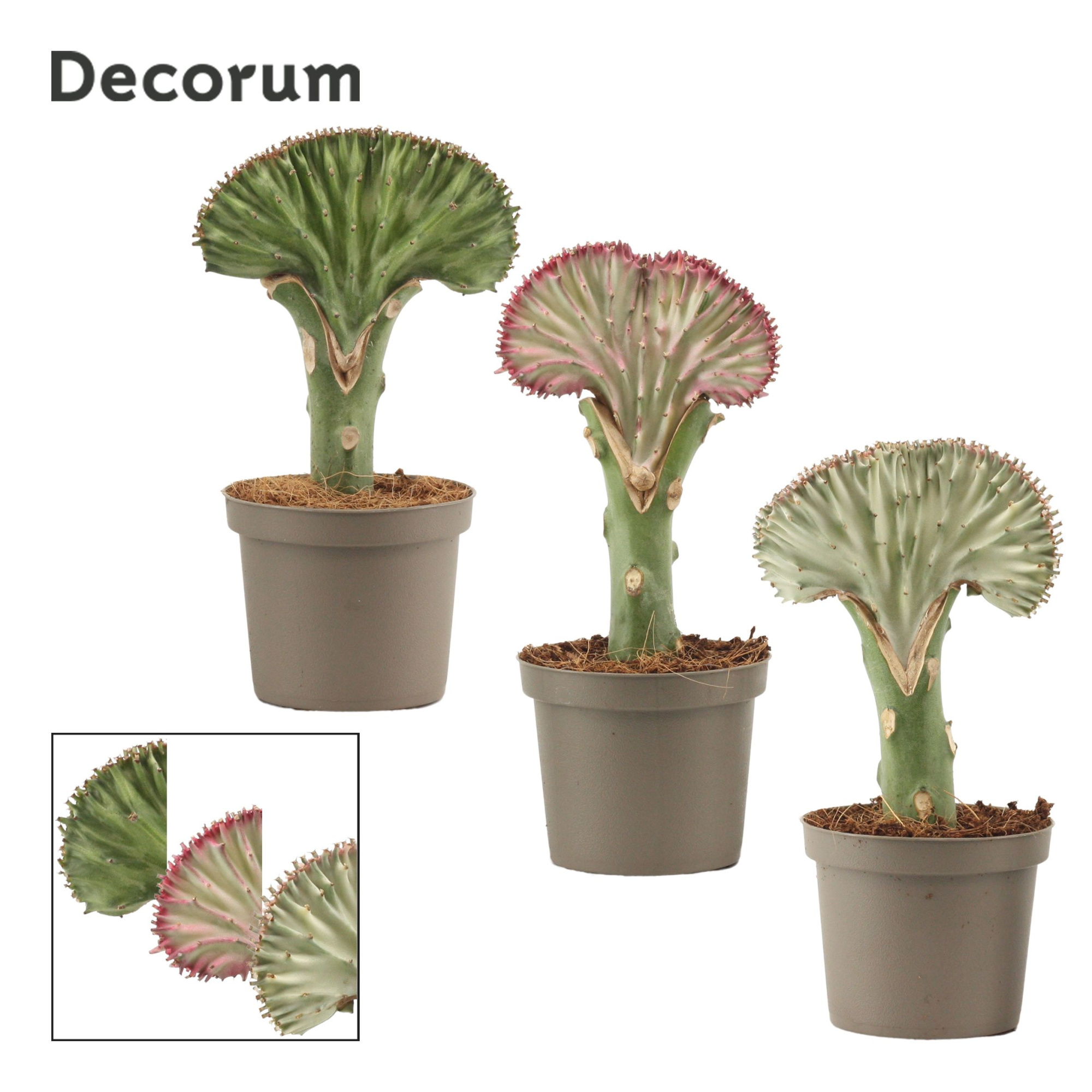 Euphorbia Lactea 9 cm (Decorum), D 9 cm
