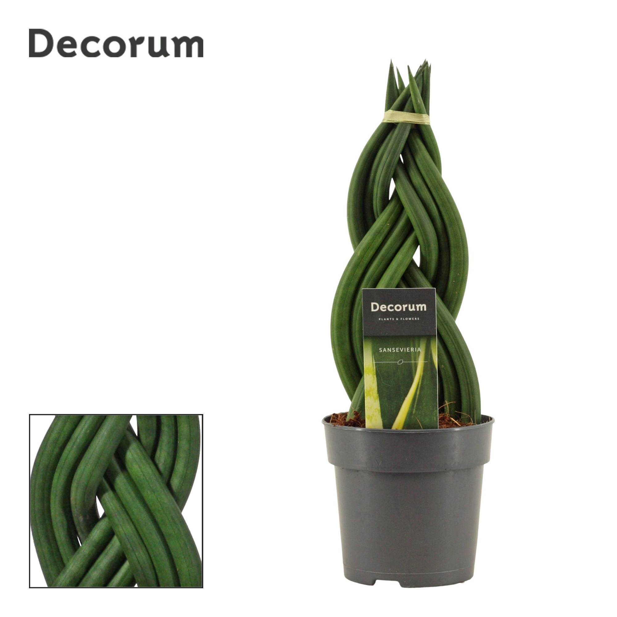 Sansevieria Cylindrica 12 cm Braid (Decorum), D 12 cm