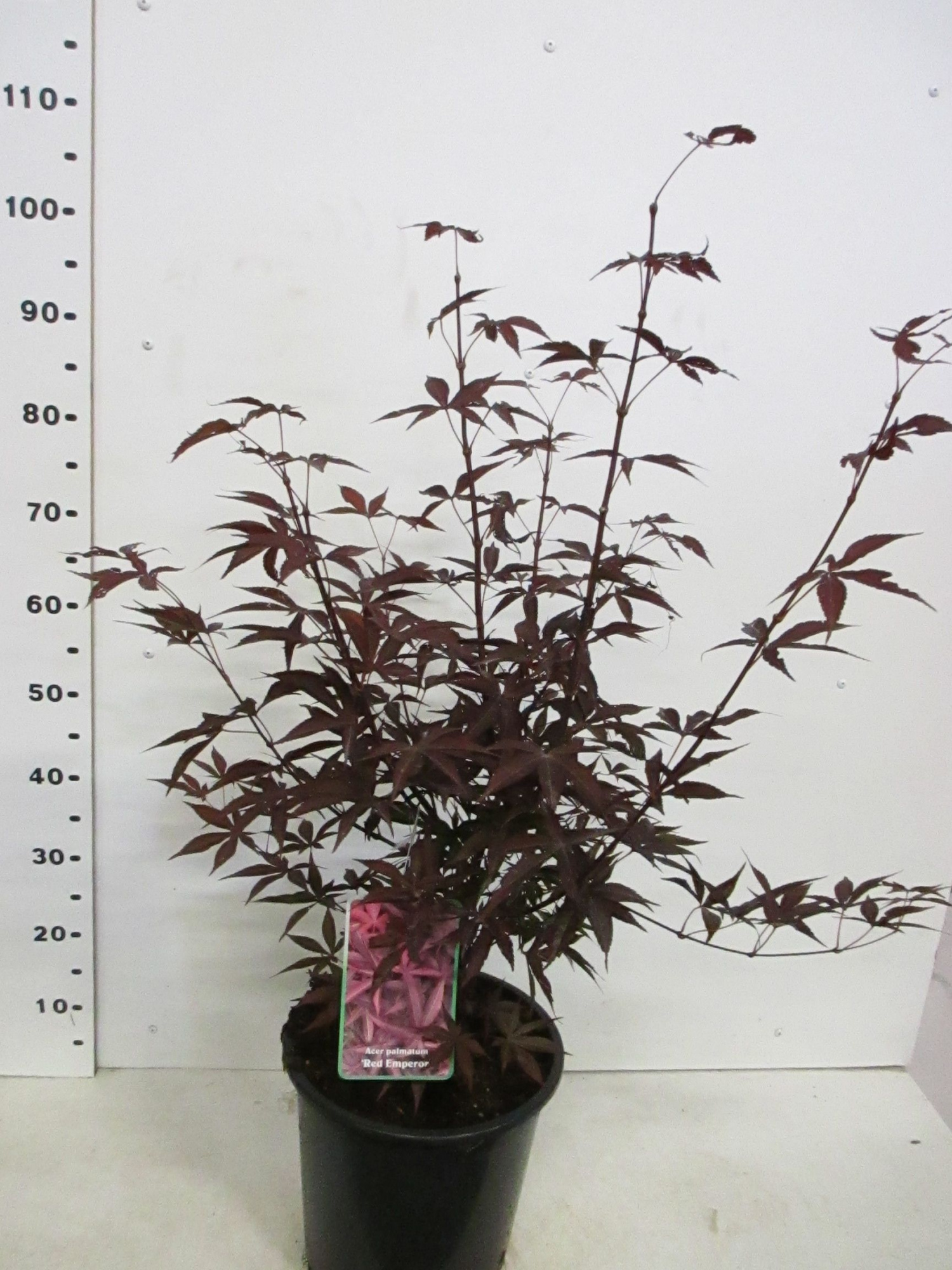 Acer palm. Red Emperor 80-100 P30, D 30 cm