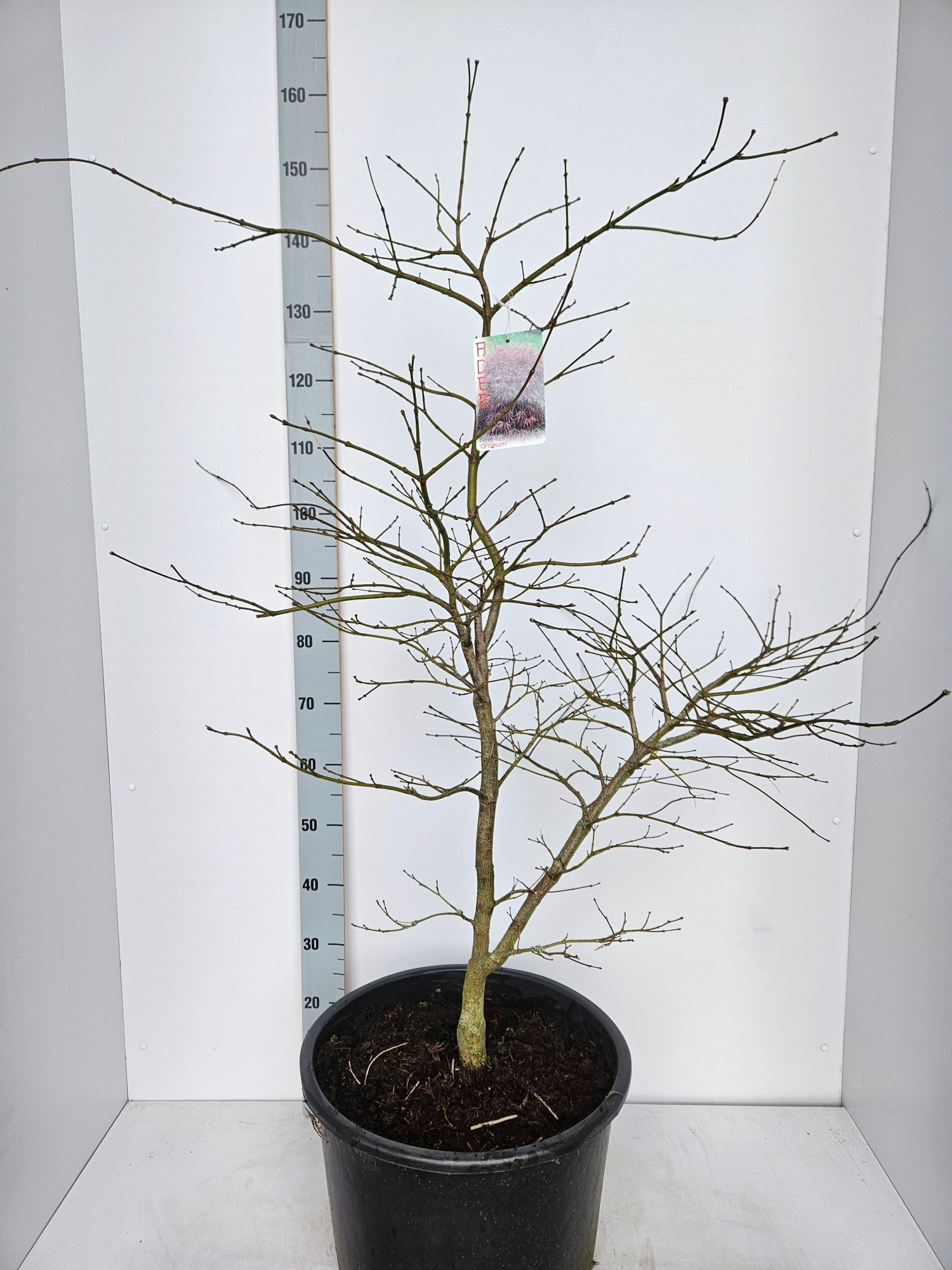 Acer palmatum 'Ornatum', D 43