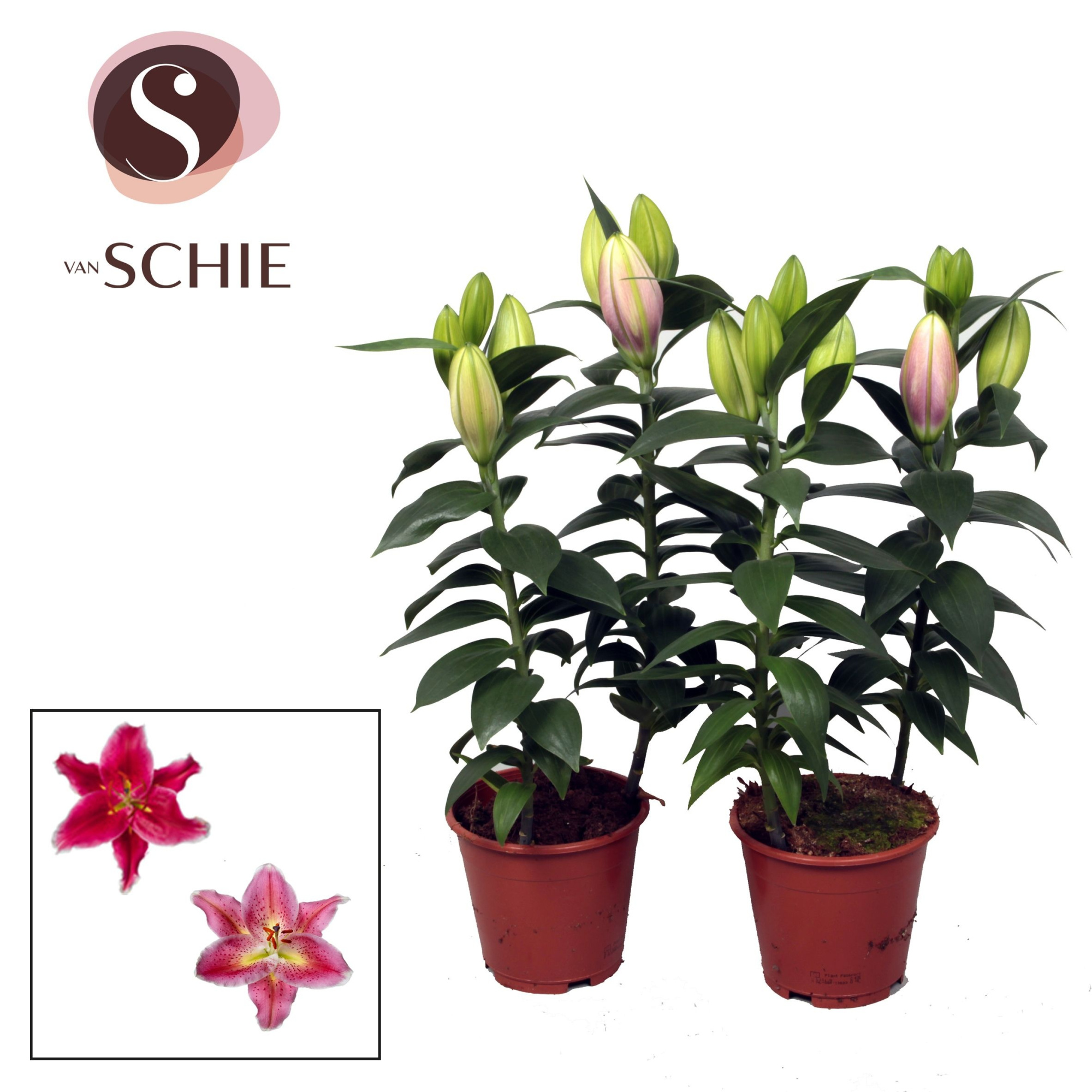 Oriental Roze 2pp, D 13 cm