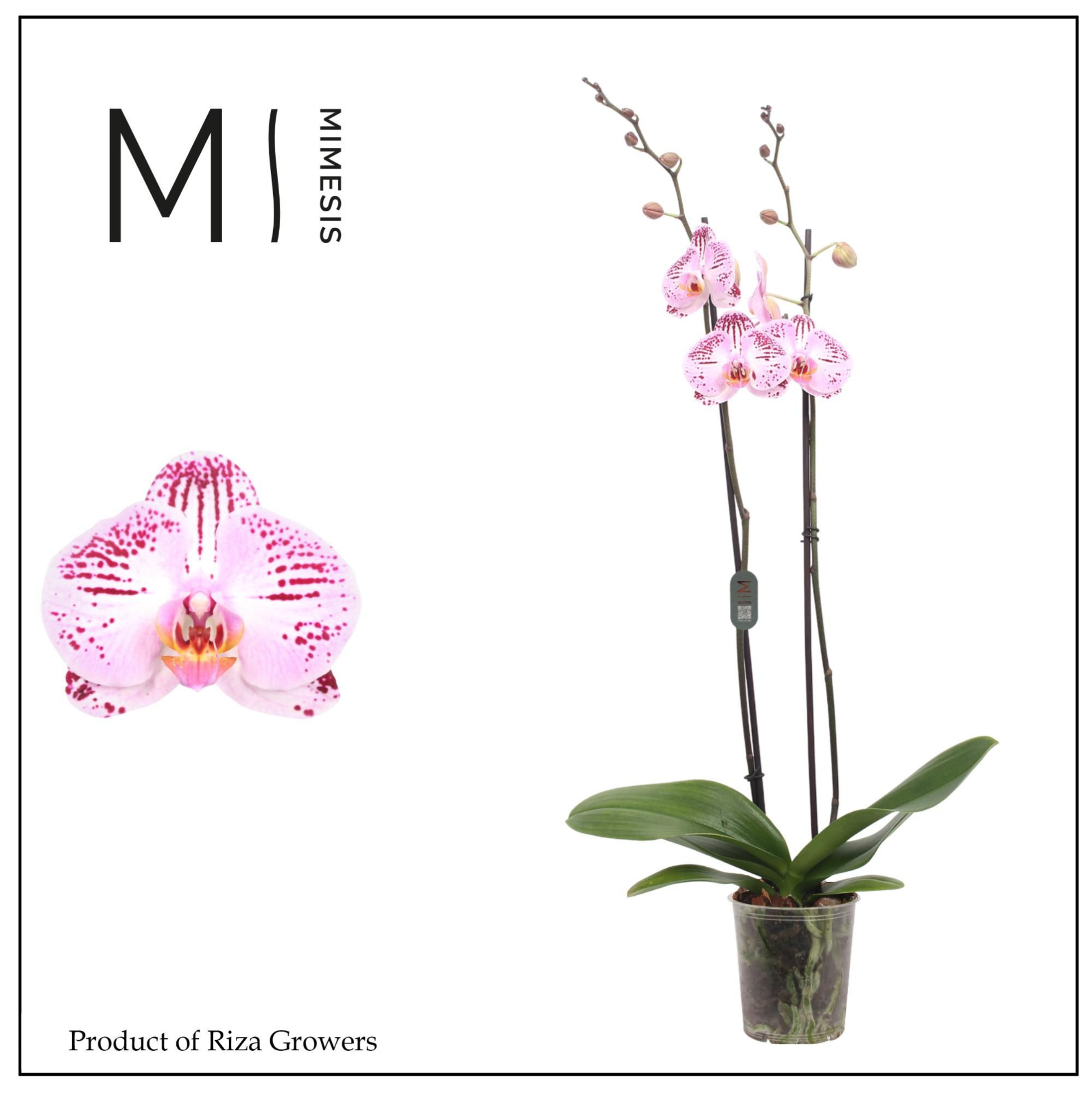 Phalaenopsis Cassie 2 spike – 12cm | Mimesis, D 12 cm