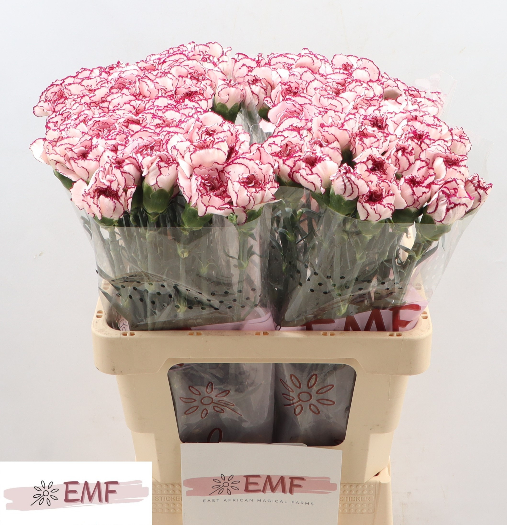 Диантус од. Дамаскус, шт.