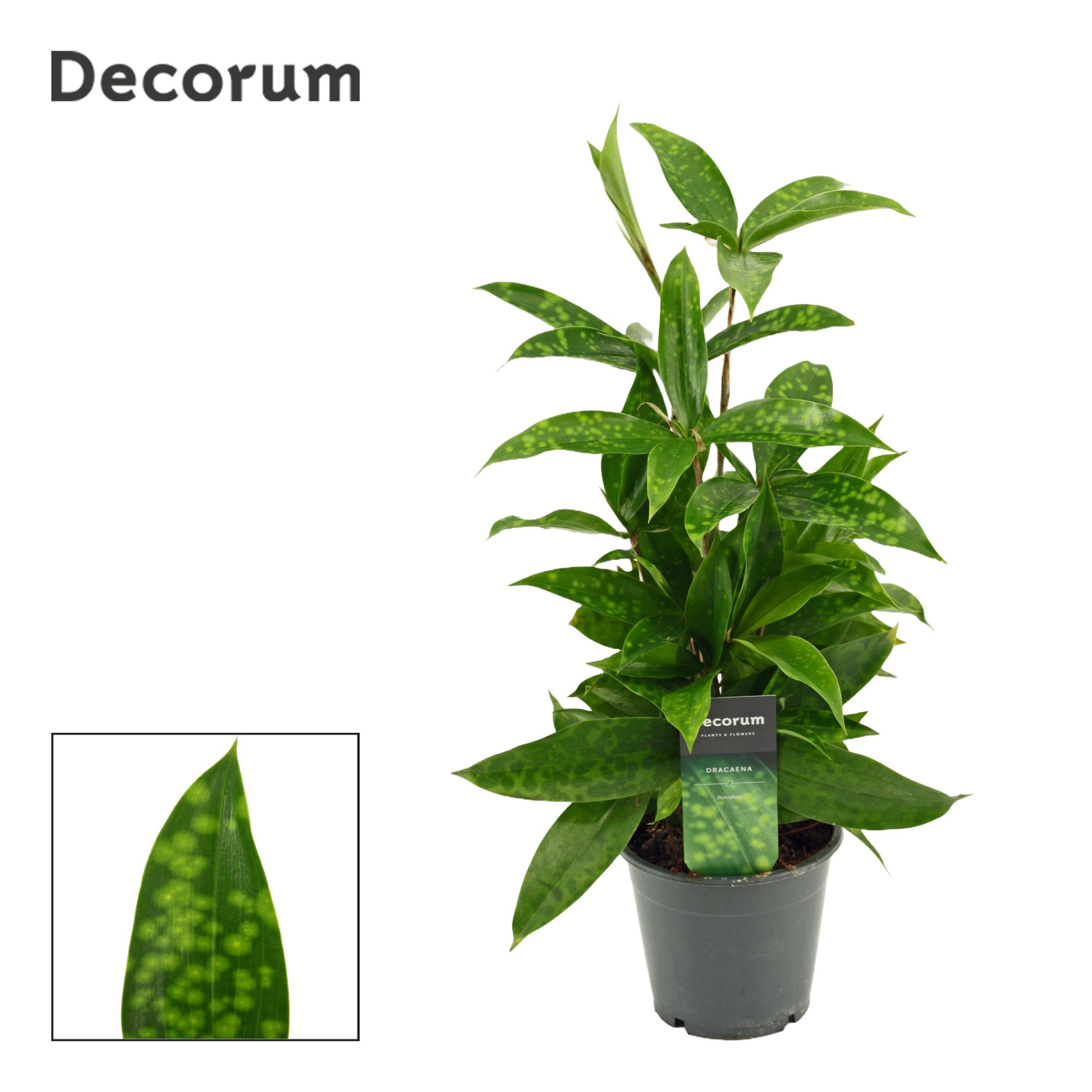 Dracaena Surculosa 12 cm (Decorum), D 12 cm