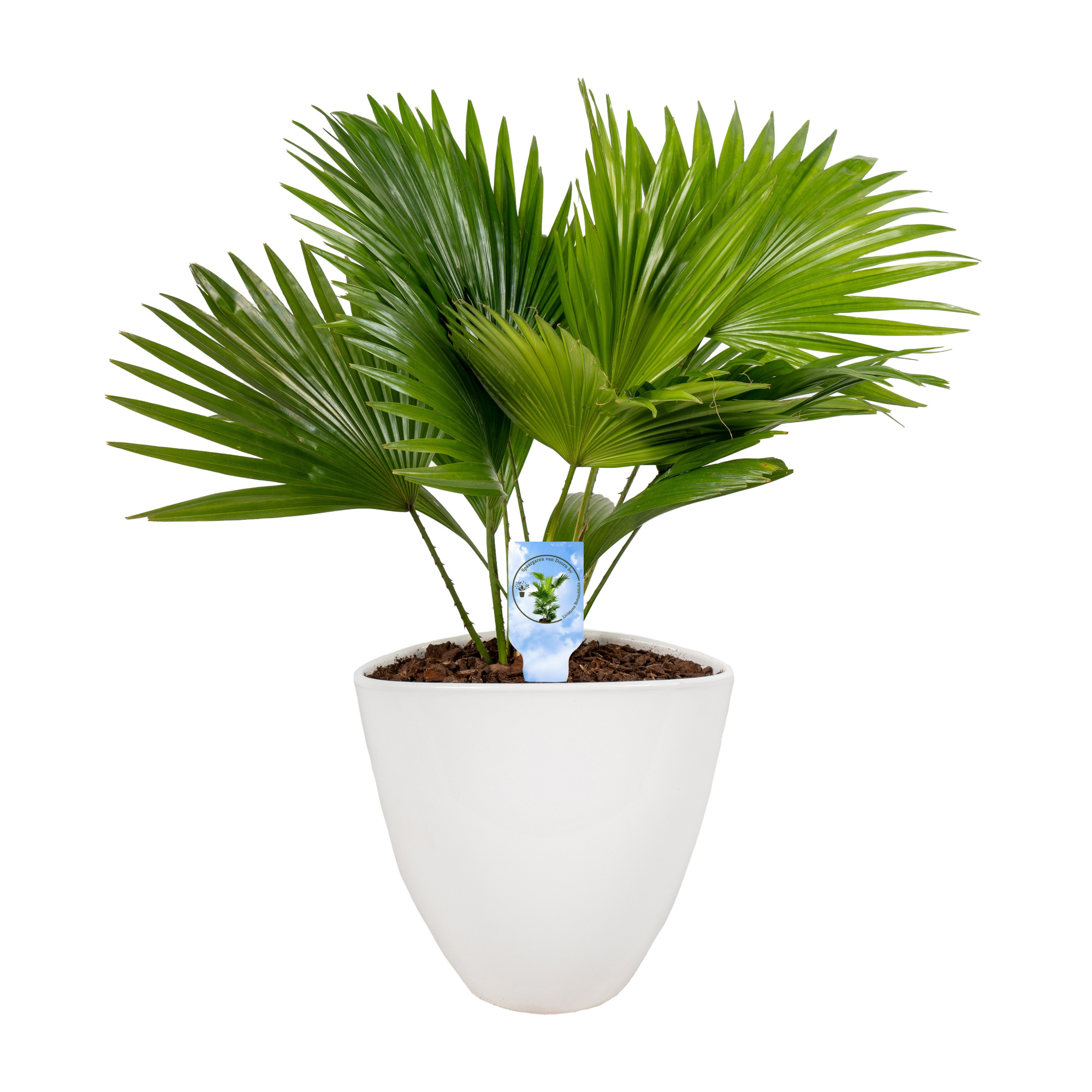 Livistona in avani pot white asp Lucht Zuiverend, D 22