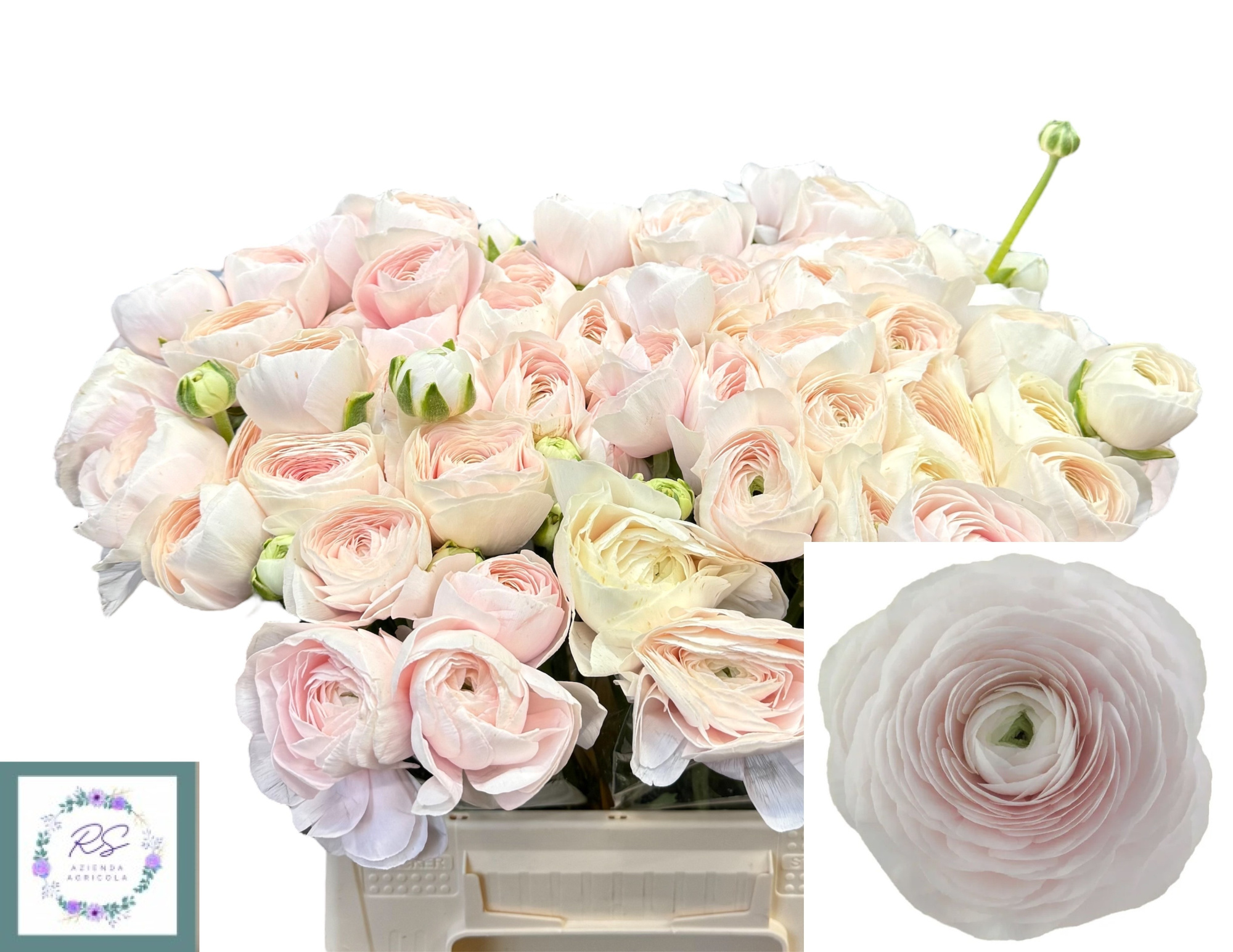 Ранункулус Саксесс Ханой 45, шт.