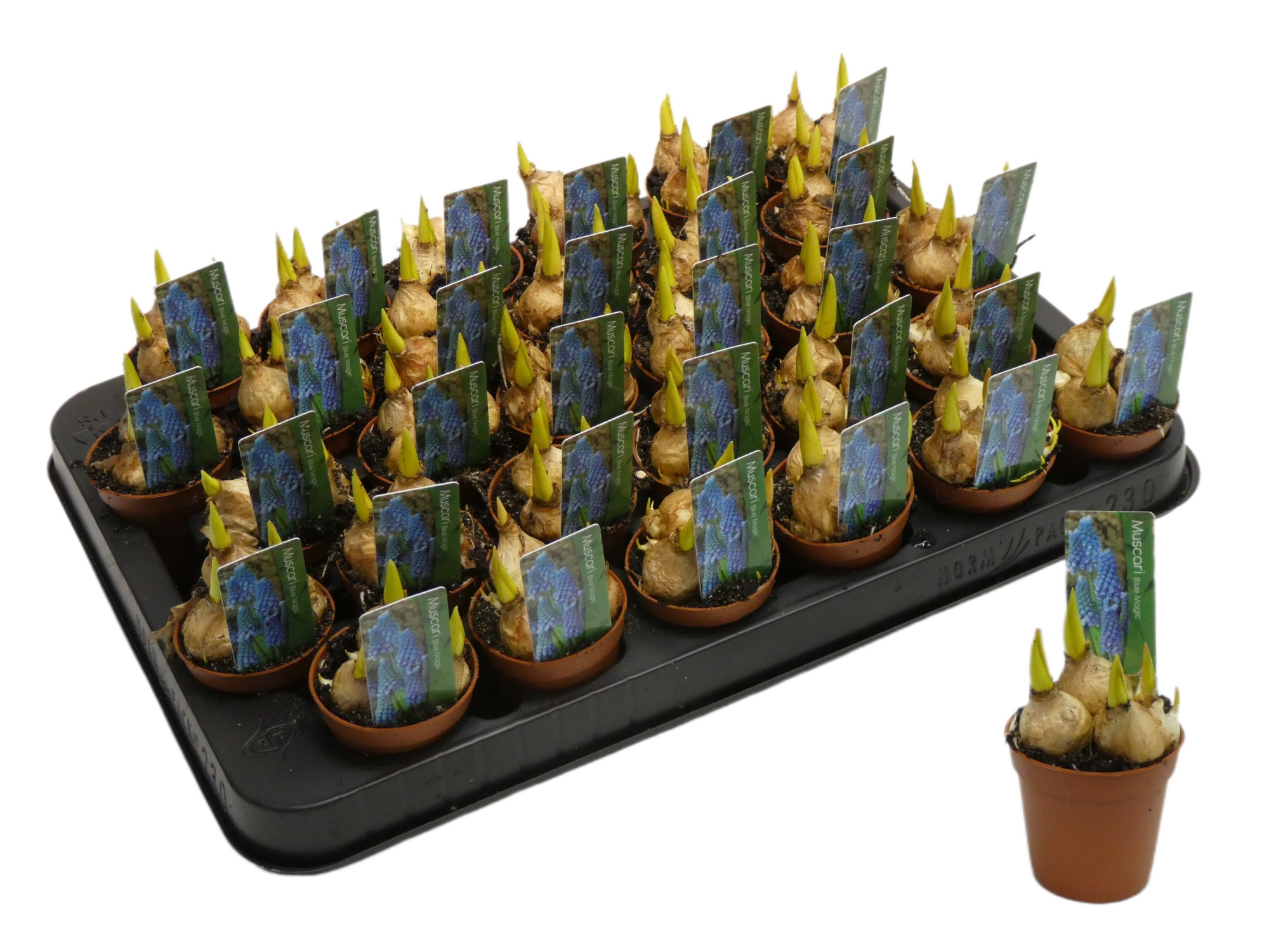 Muscari 'Blue Magic', D 5