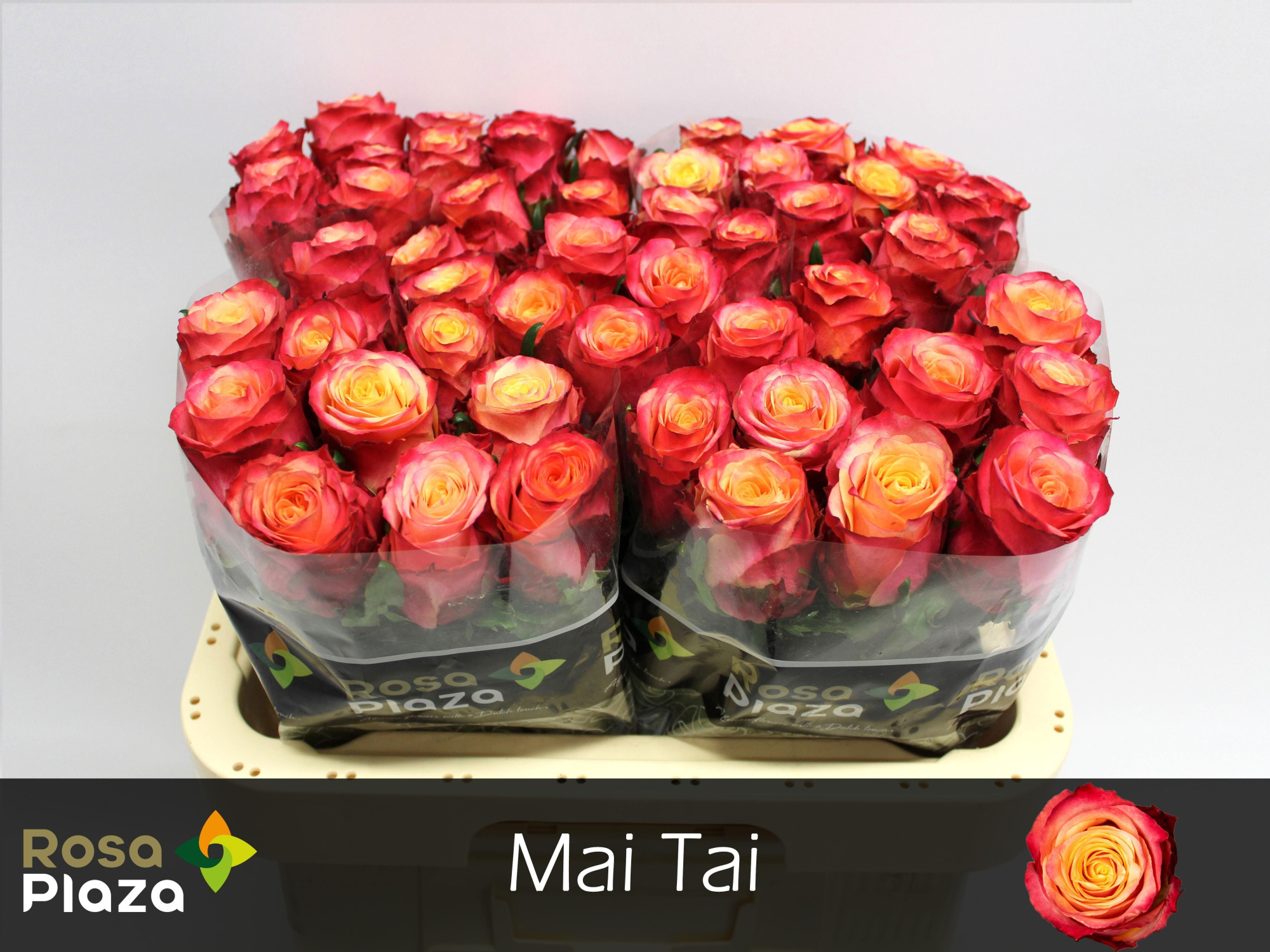 Роза од. Май Тай 60, шт.