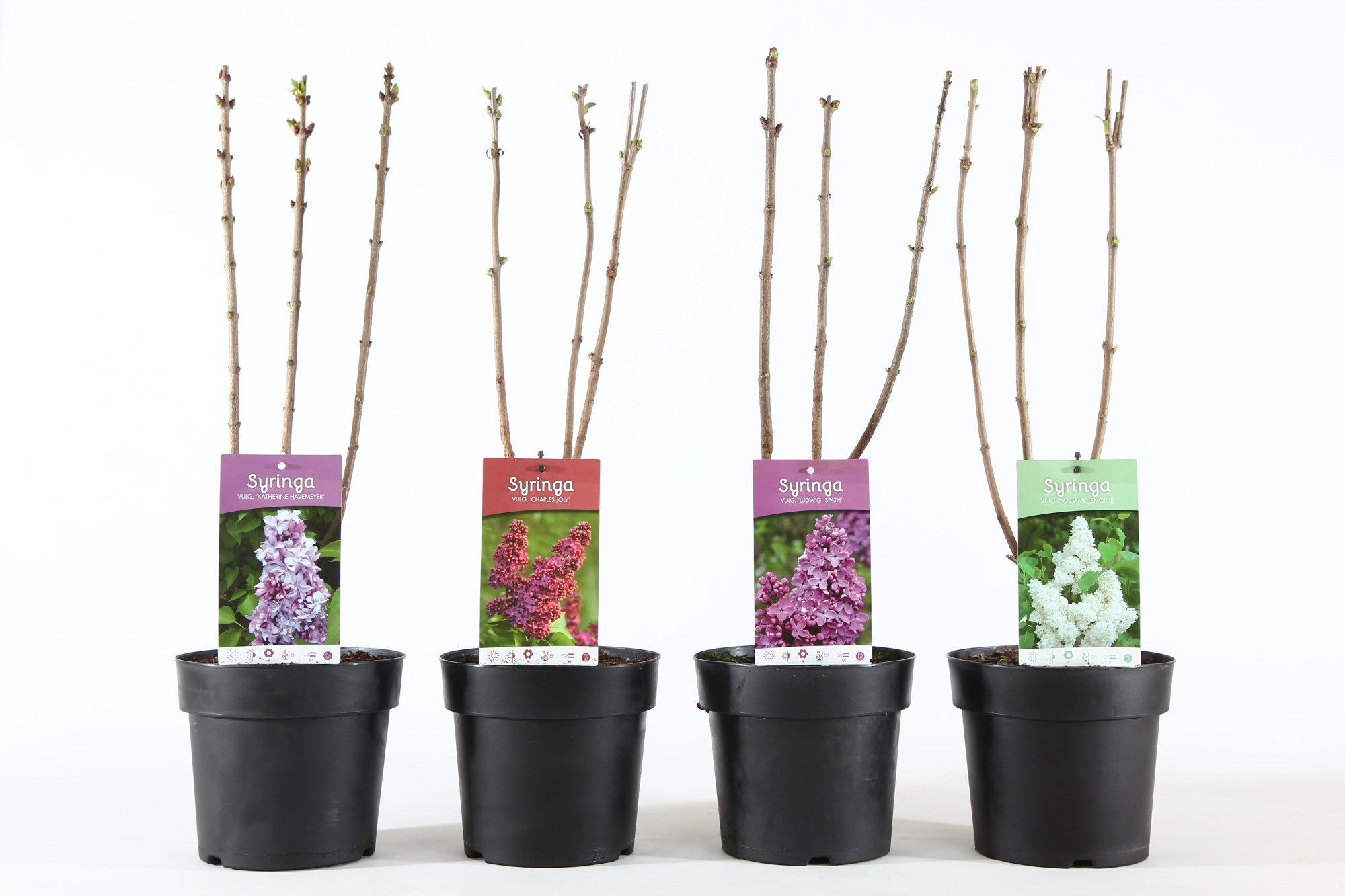 788 KR : Pot 19 cm SYRINGA VULGARIS different colors, D 19