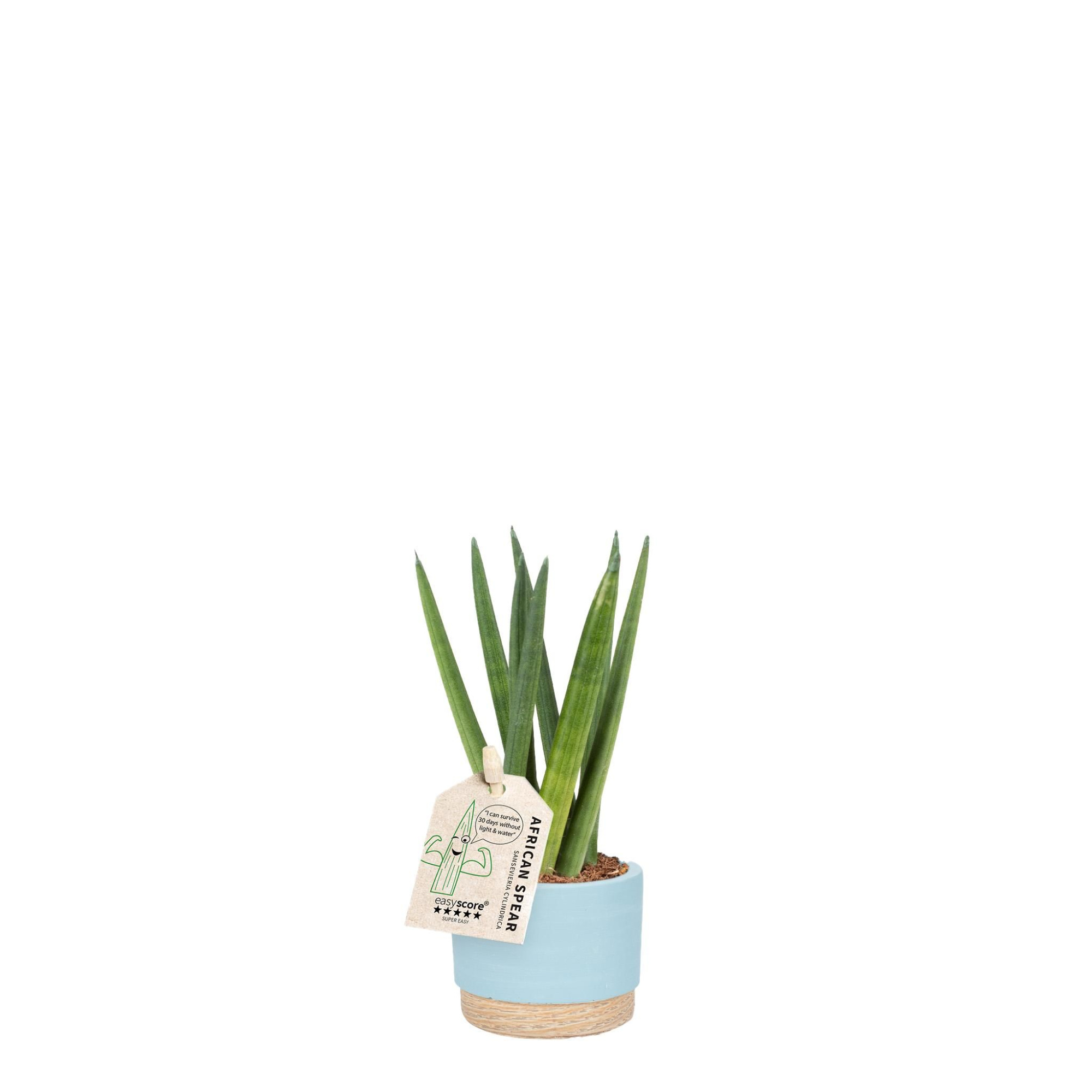 Woodbase Sky Blue, Sansevieria ´Spaghetti´, D 7 cm