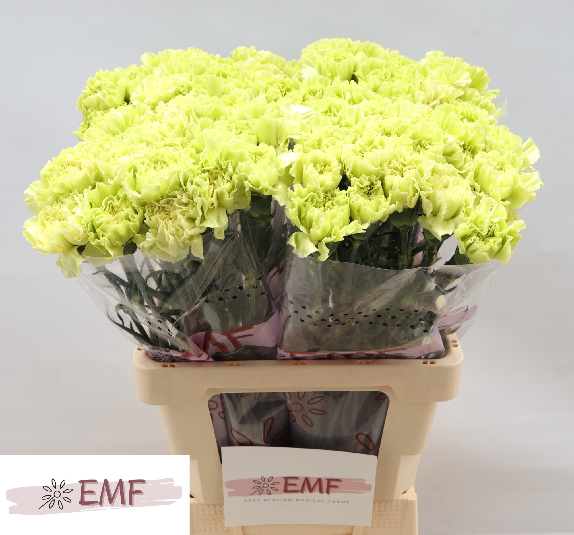 Диантус од. Васаби, шт.