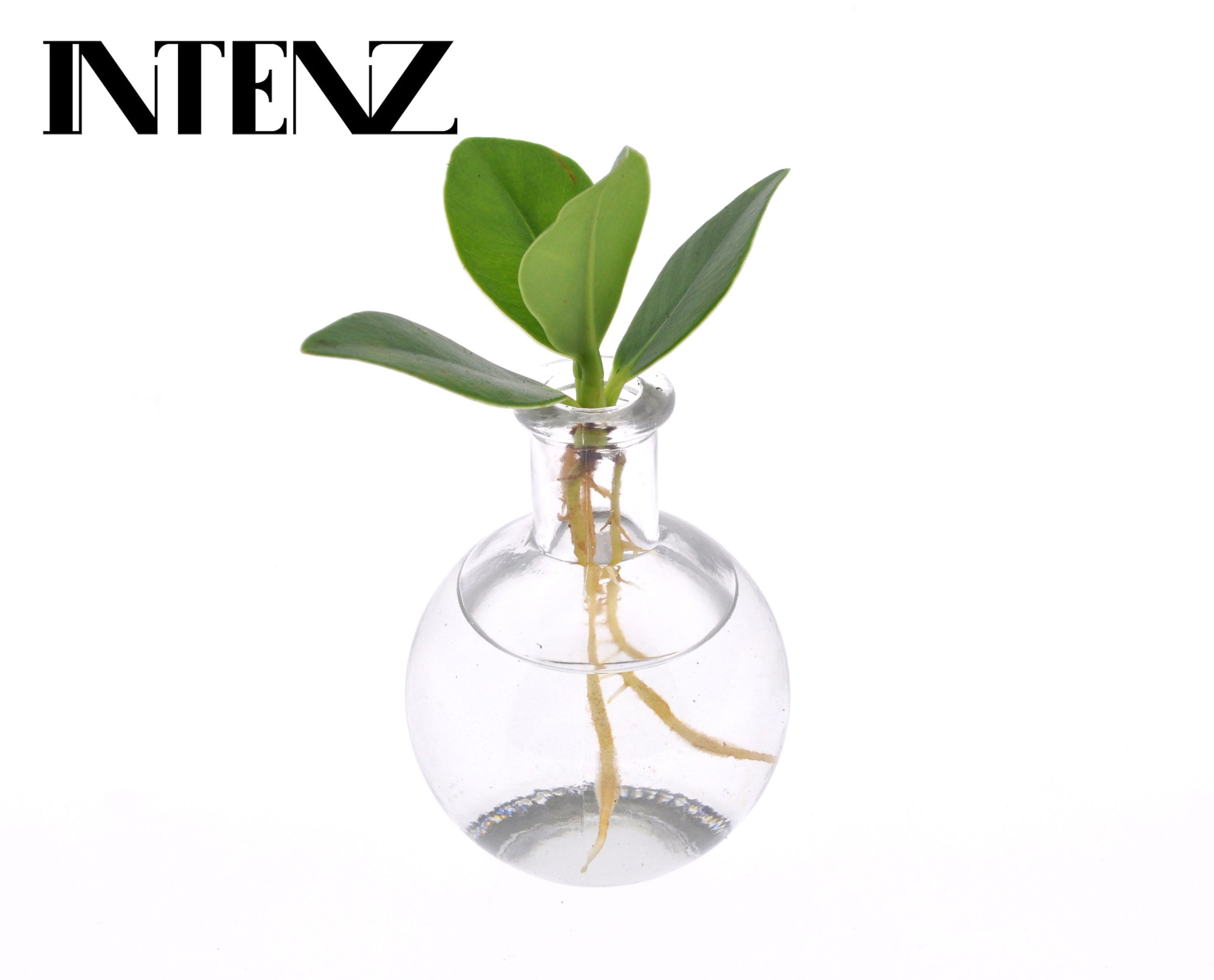 Clusia in Samoa glas - levertiijd: 24uur, D 5 cm