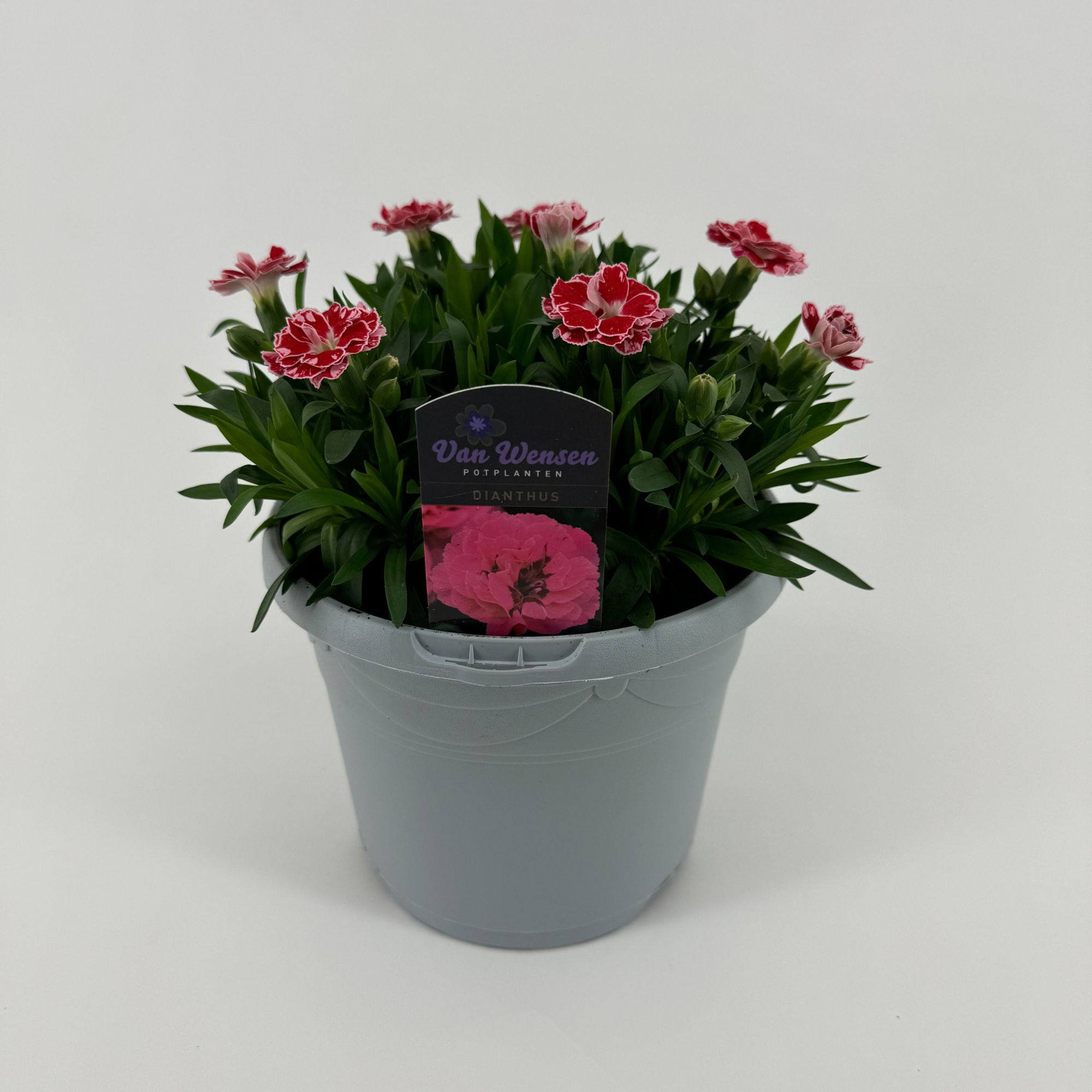 Dianthus 'Oscar' White And Red, D 17 cm