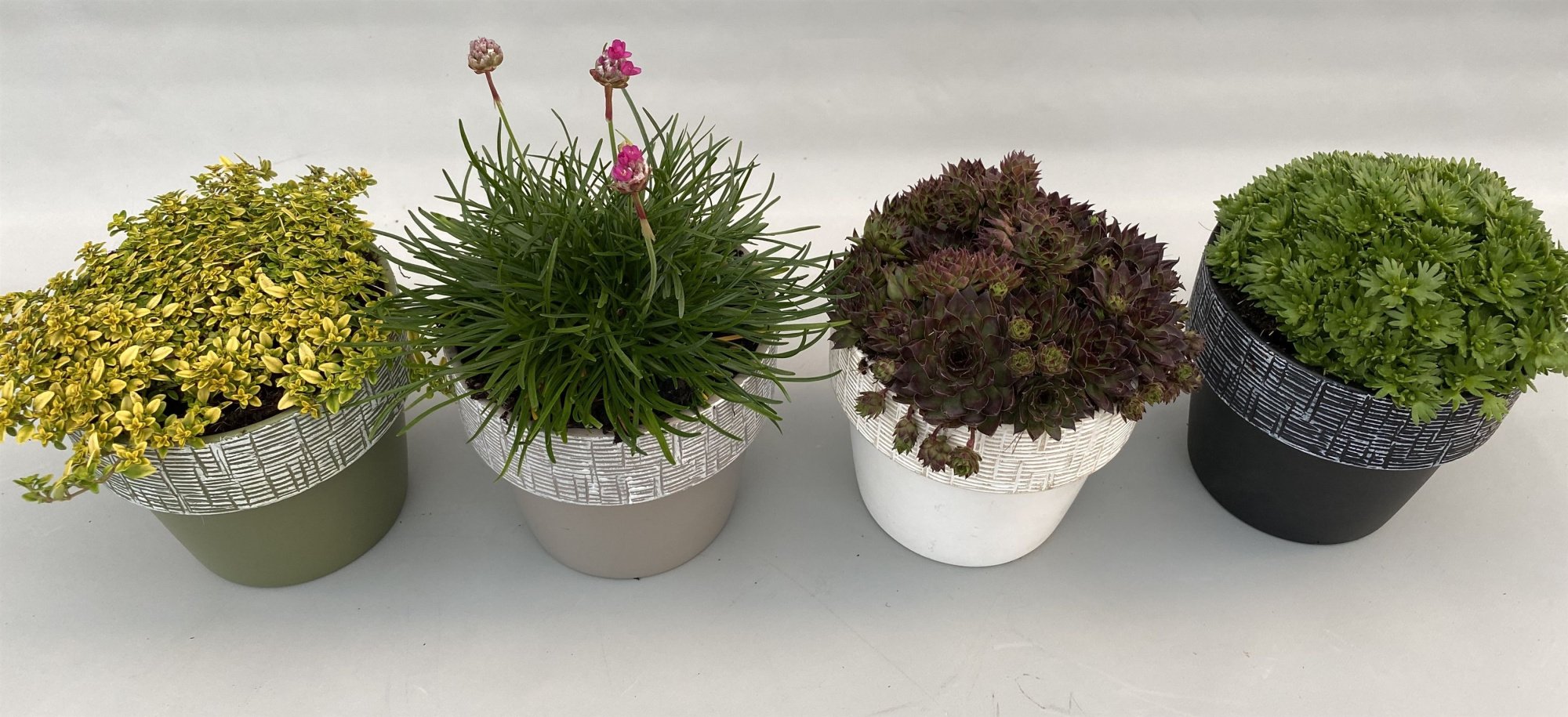 Rotsplant 14cm in Arizona keramiek, D 14 cm