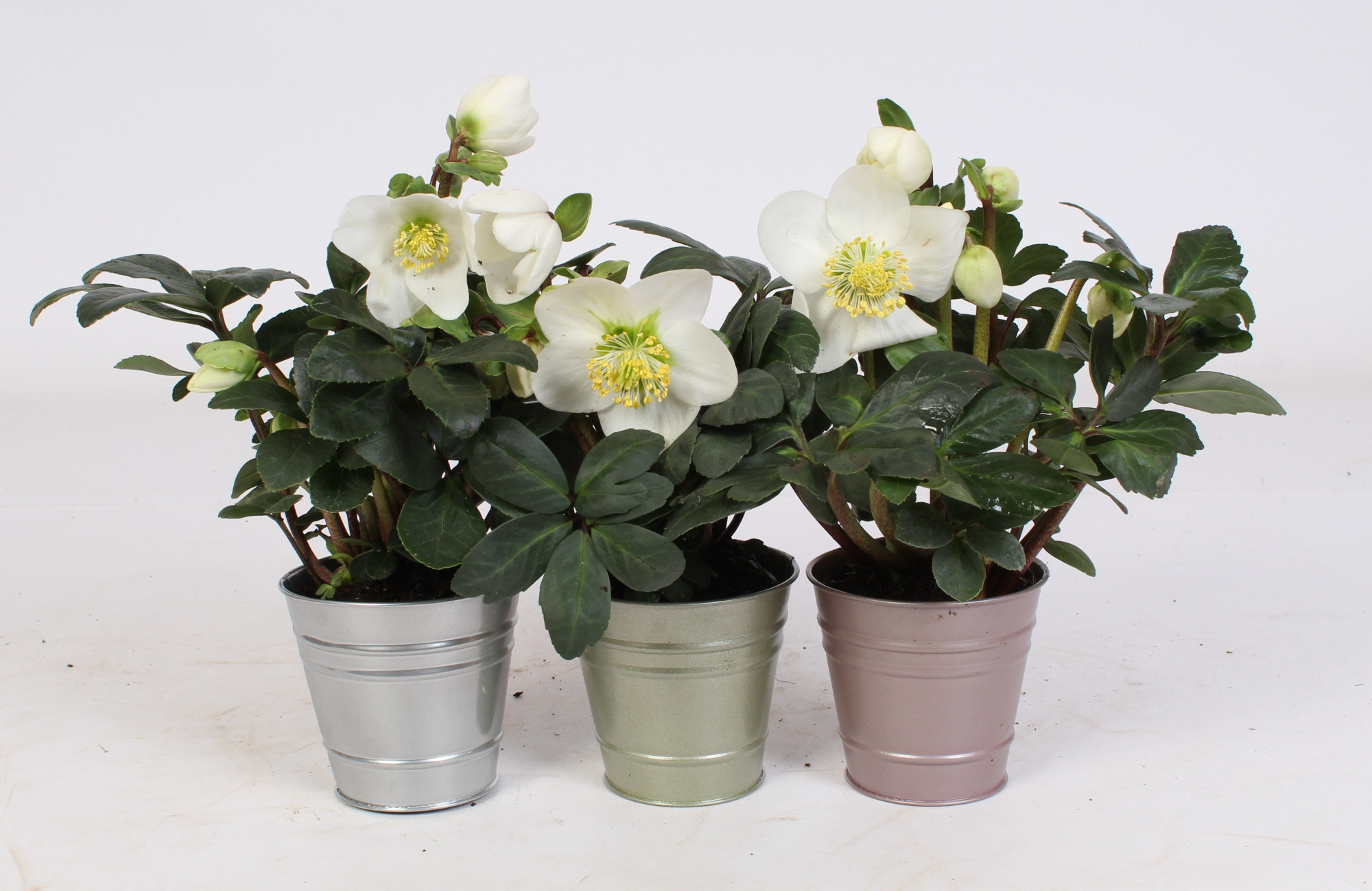 Helleborus n. Christmas Carol 12cm in luxe metallic zink 3 ass., D 12 cm