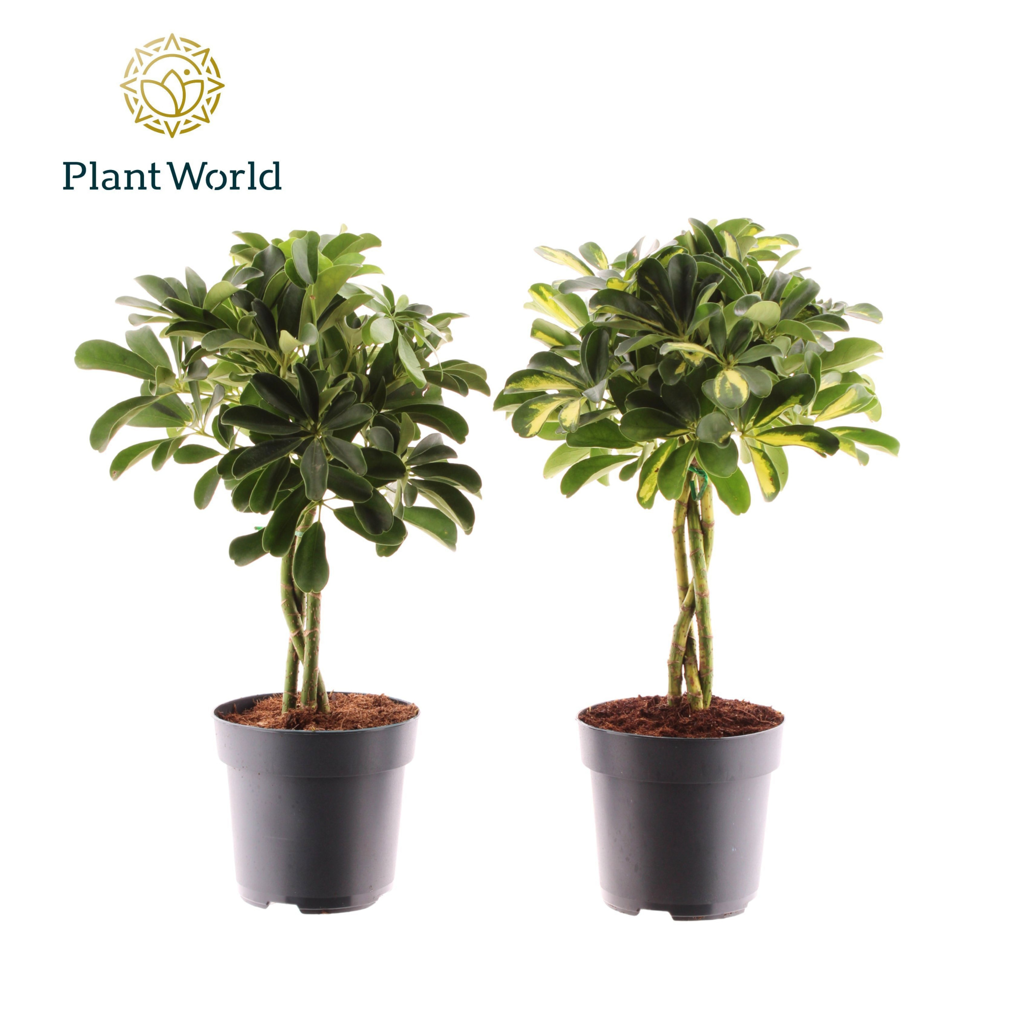 Schefflera vlecht mix (Gold Capella & Compacta), D 17 cm