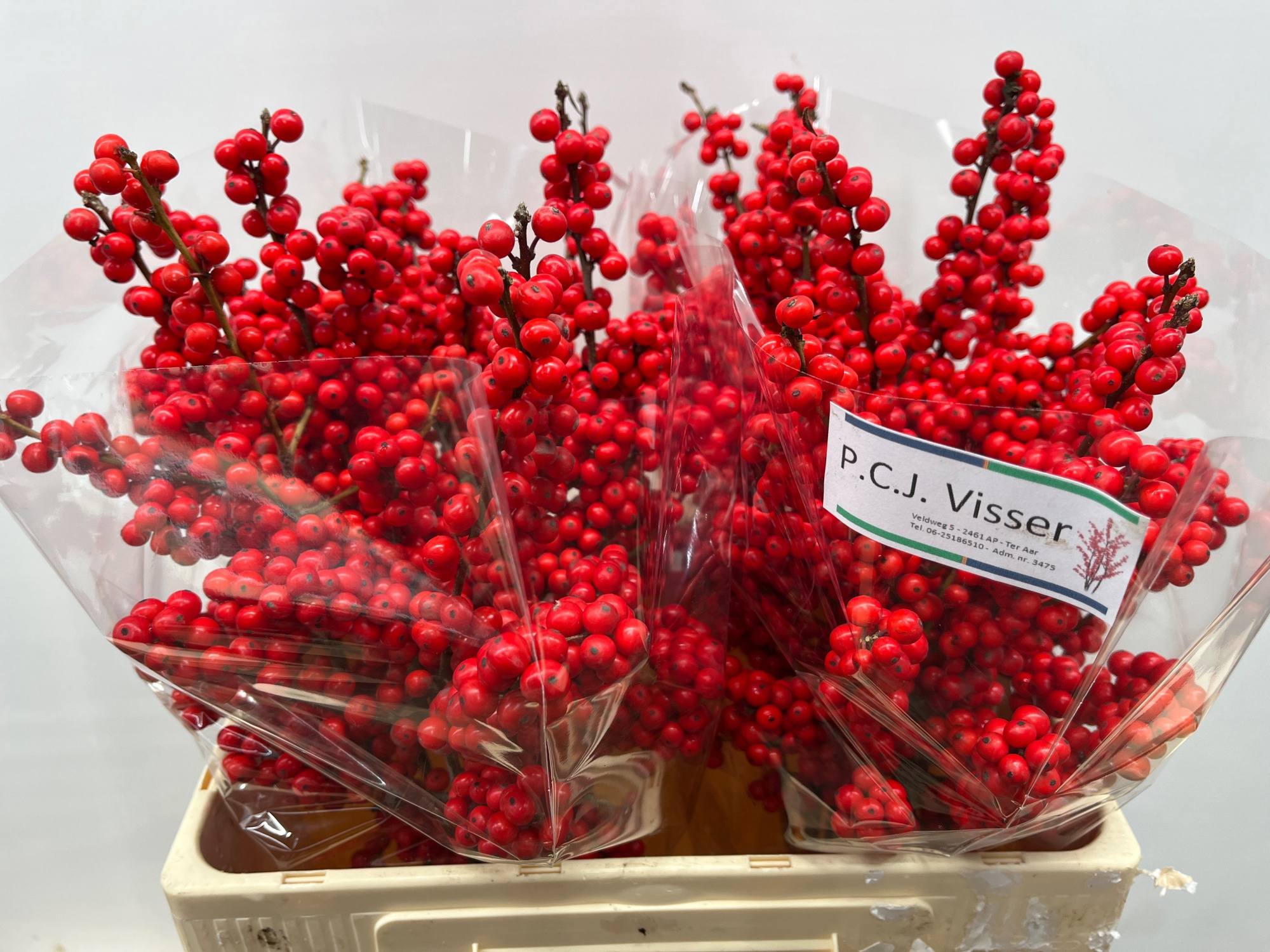 Илекс Красные ягоды 60, шт.