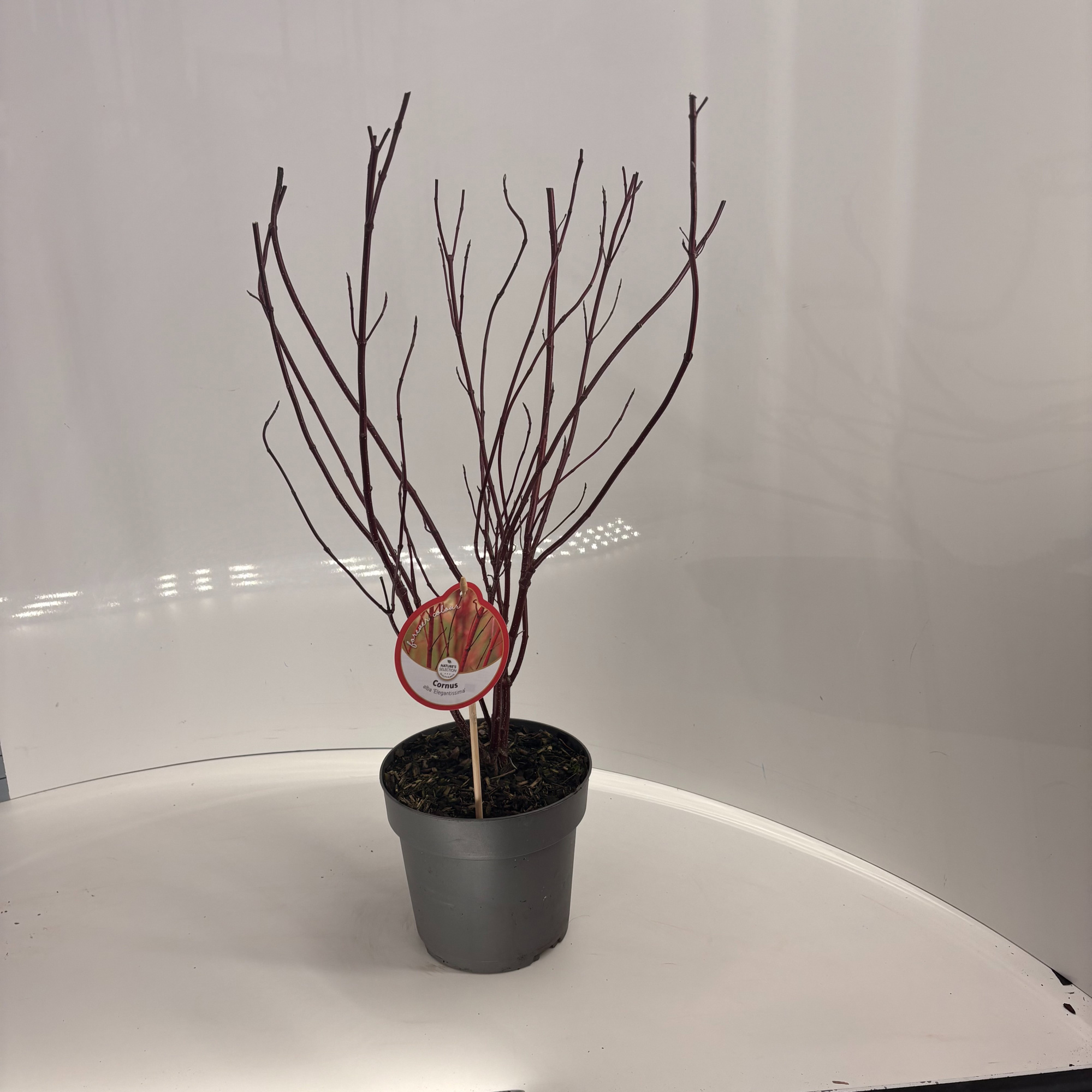 Cornus alba 'Elegantissima', D 17