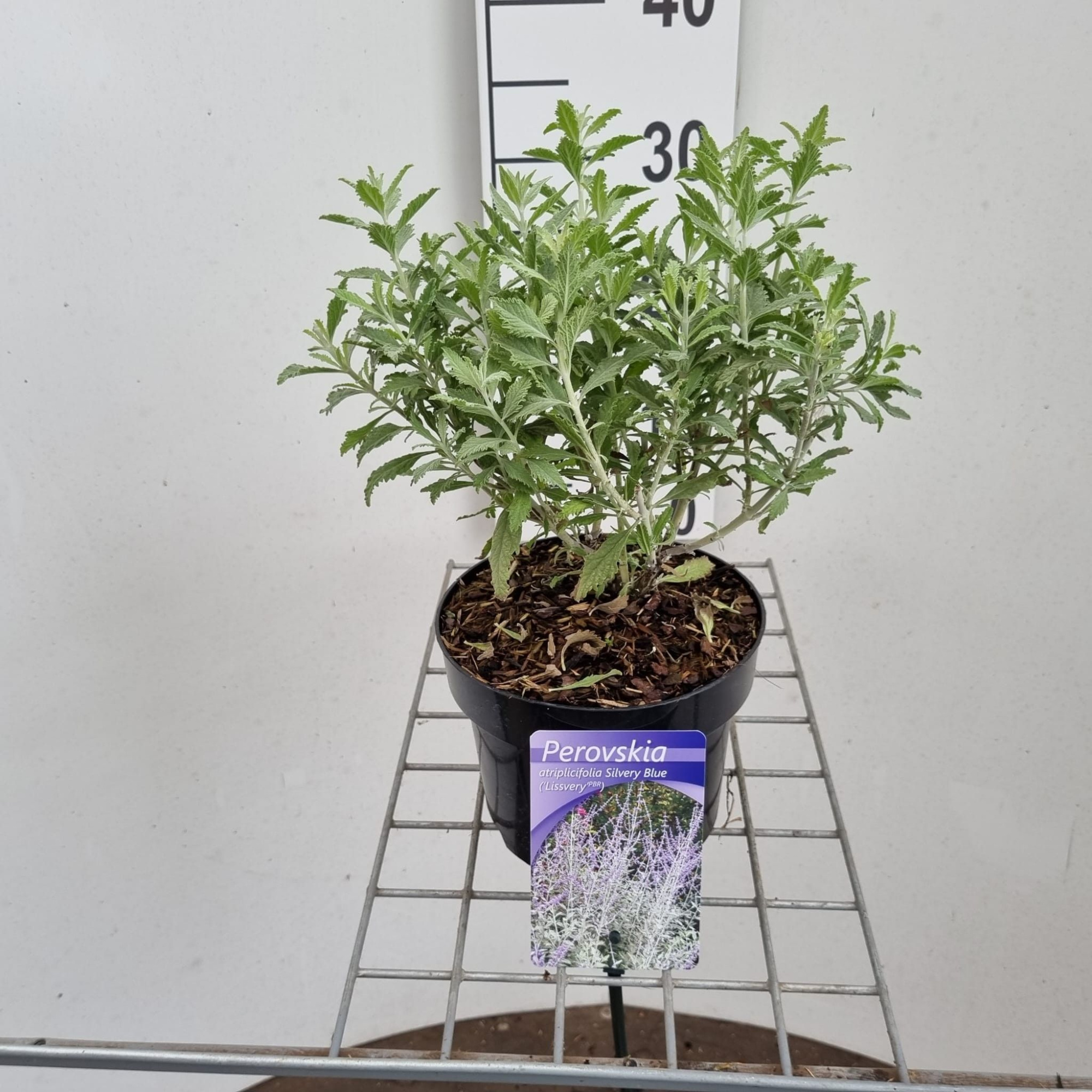 Perovskia atriplicifolia Silvery Blue ('Lissvery' PBR), D 17 cm