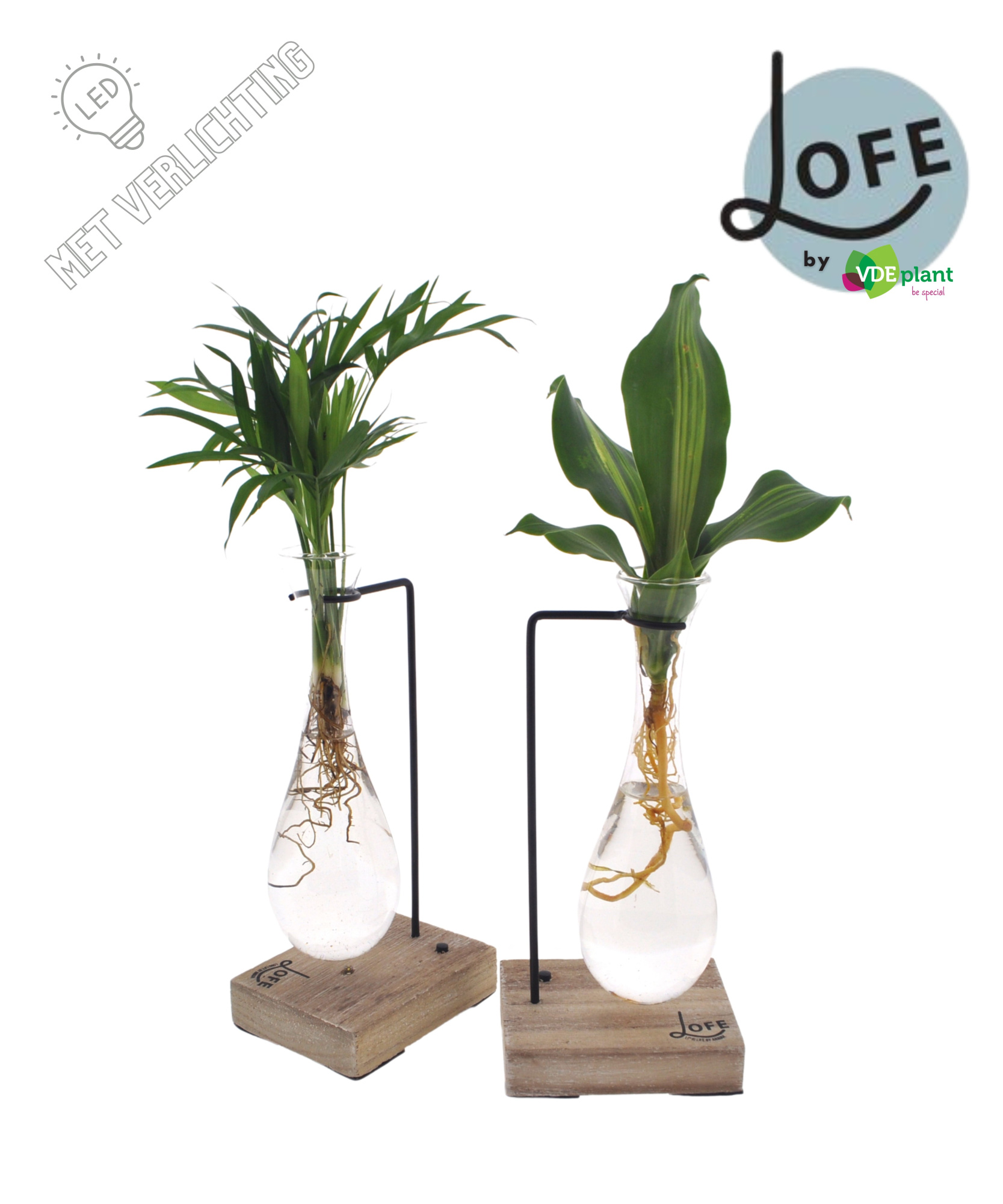 LOFE | Intenz mix in Hang glas hout- levertijd: 24 uur, D 12