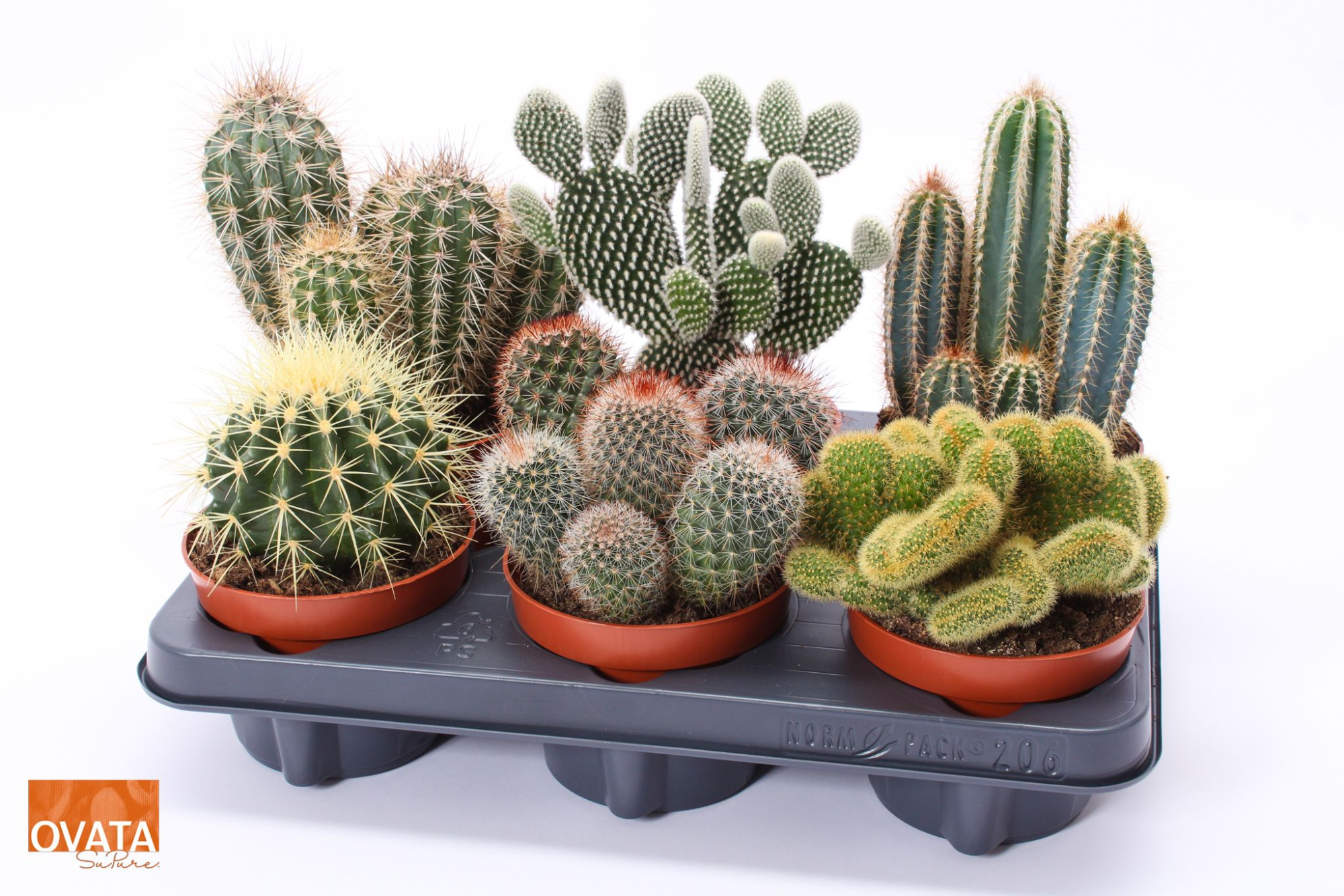 Cactus mix 12 spines, D 12 cm